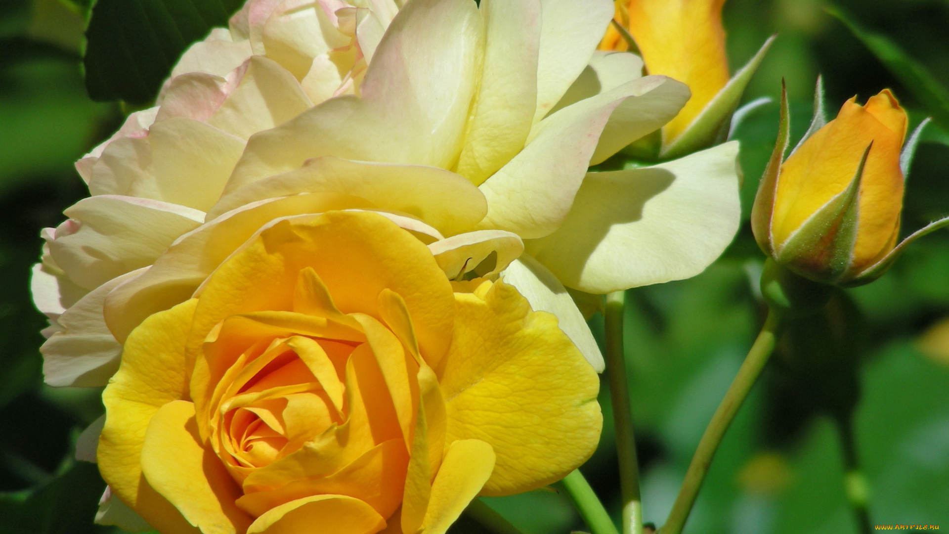 цветы, розы