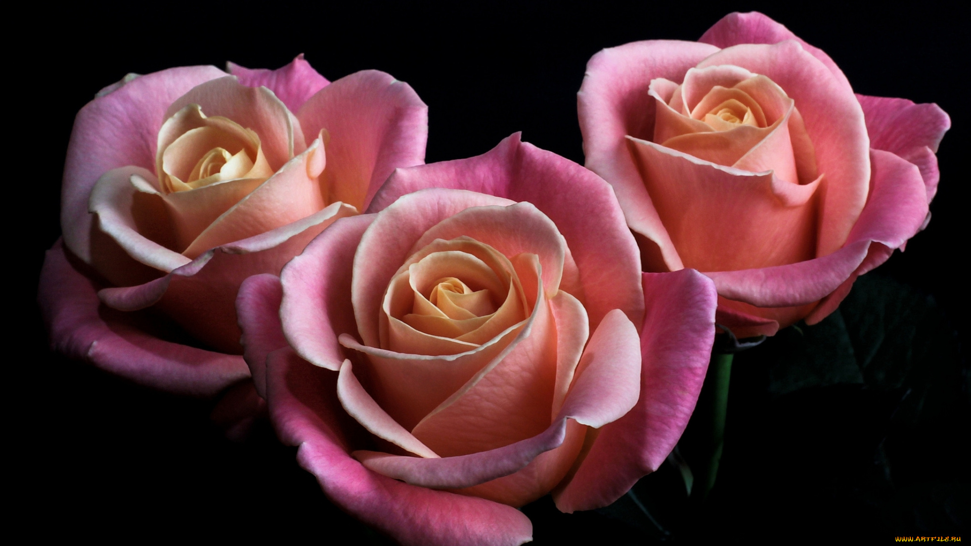 цветы, розы, бутоны