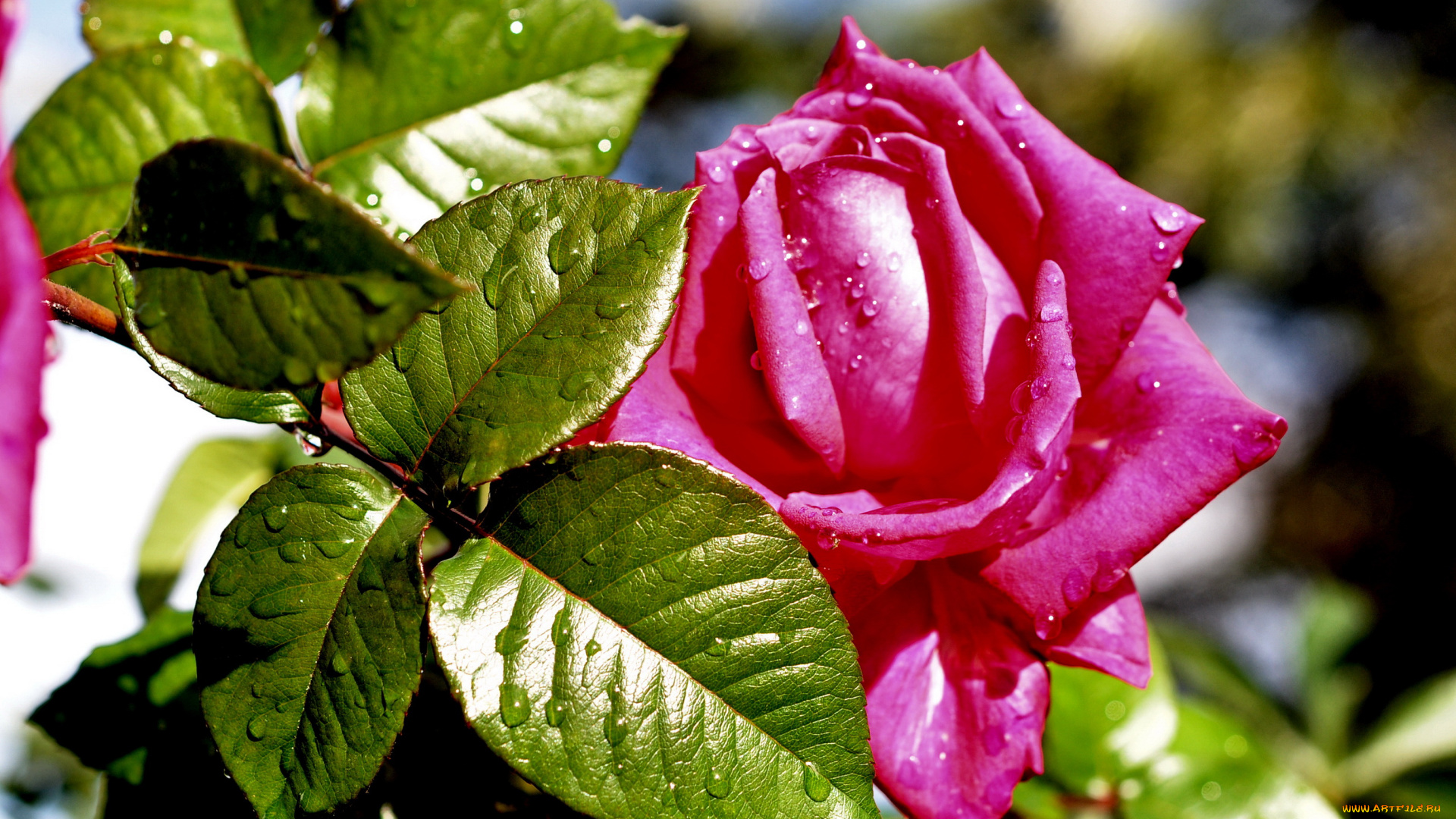 цветы, розы, роза