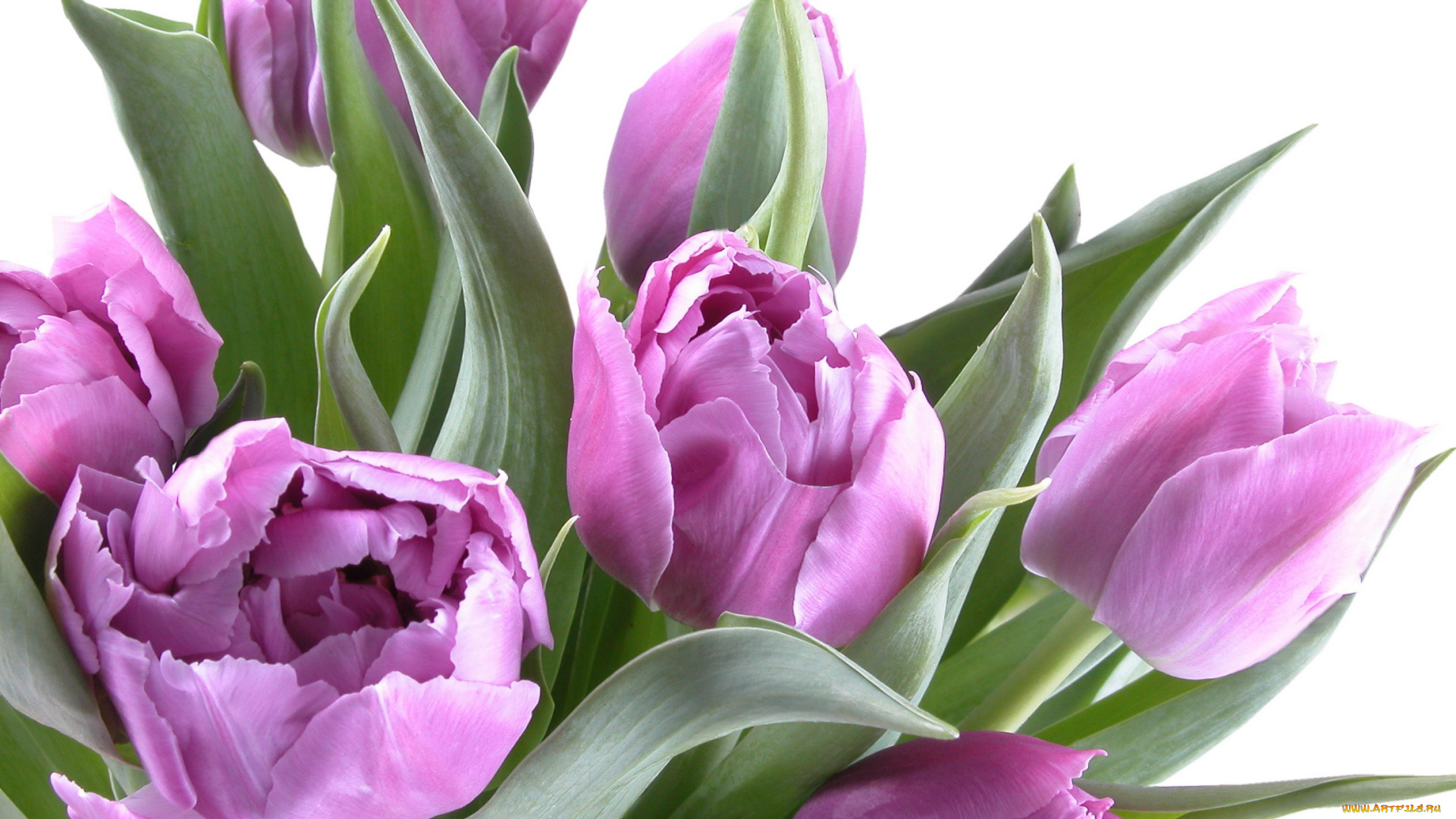 цветы, тюльпаны