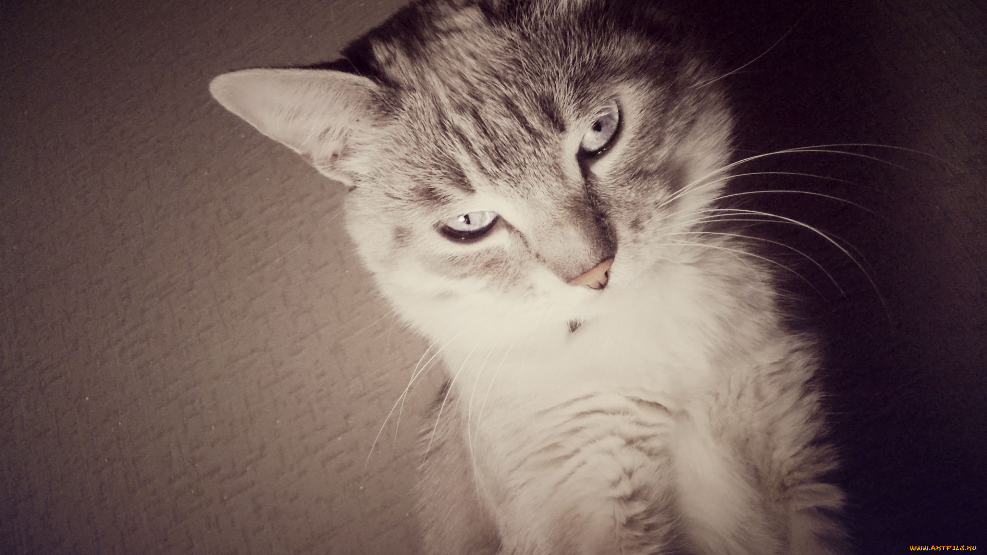 обои, кот, животные, коты