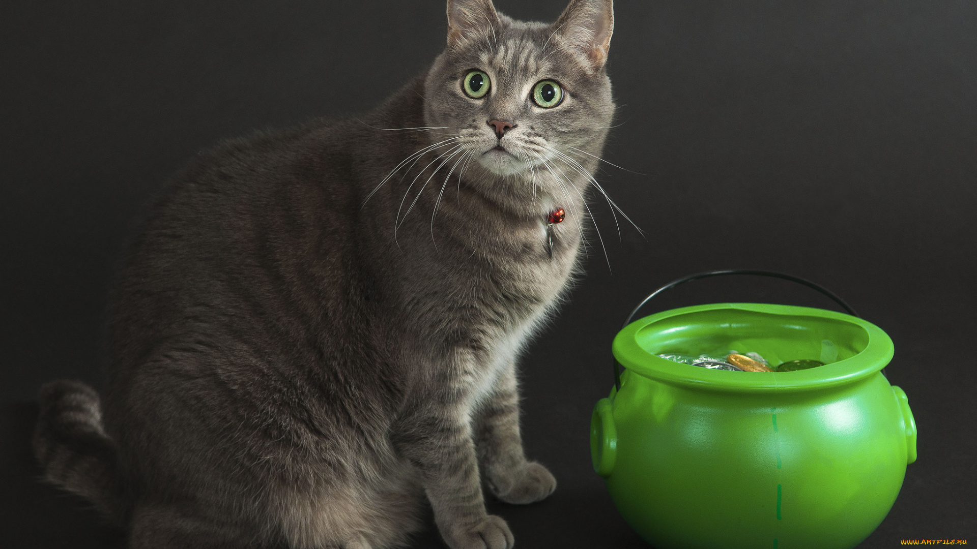 животные, коты, клад