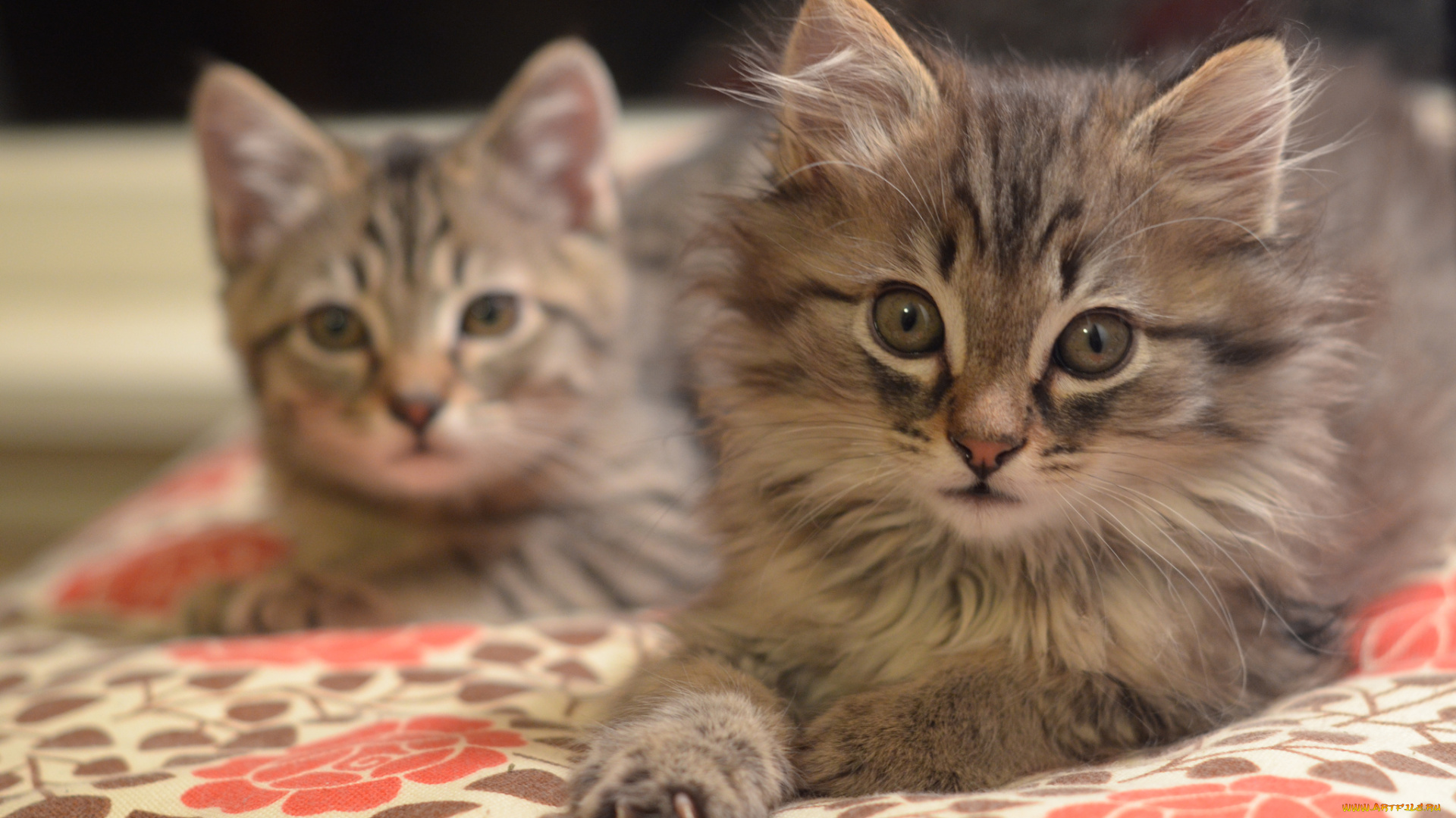 животные, коты, котята