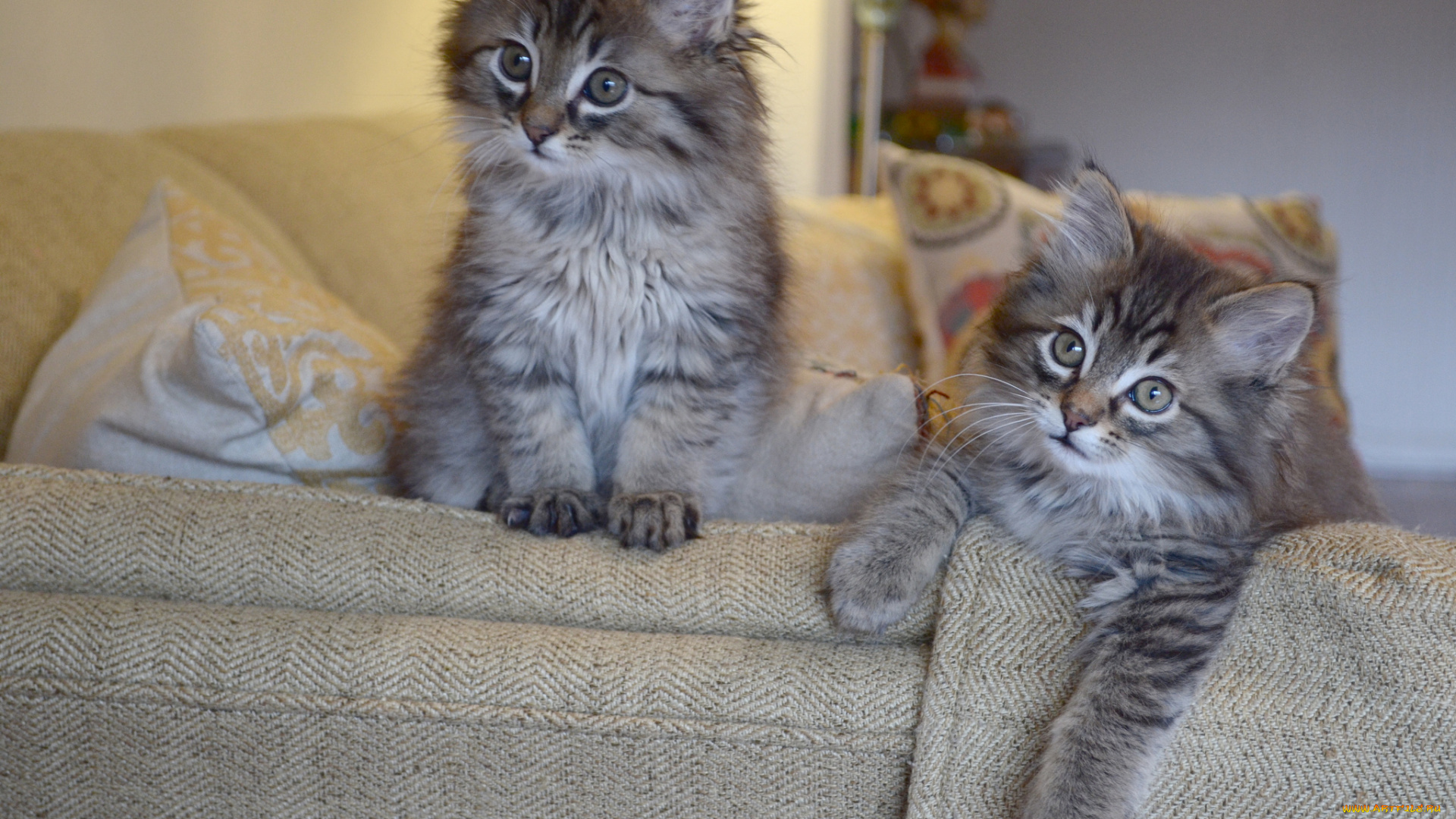 животные, коты, котята