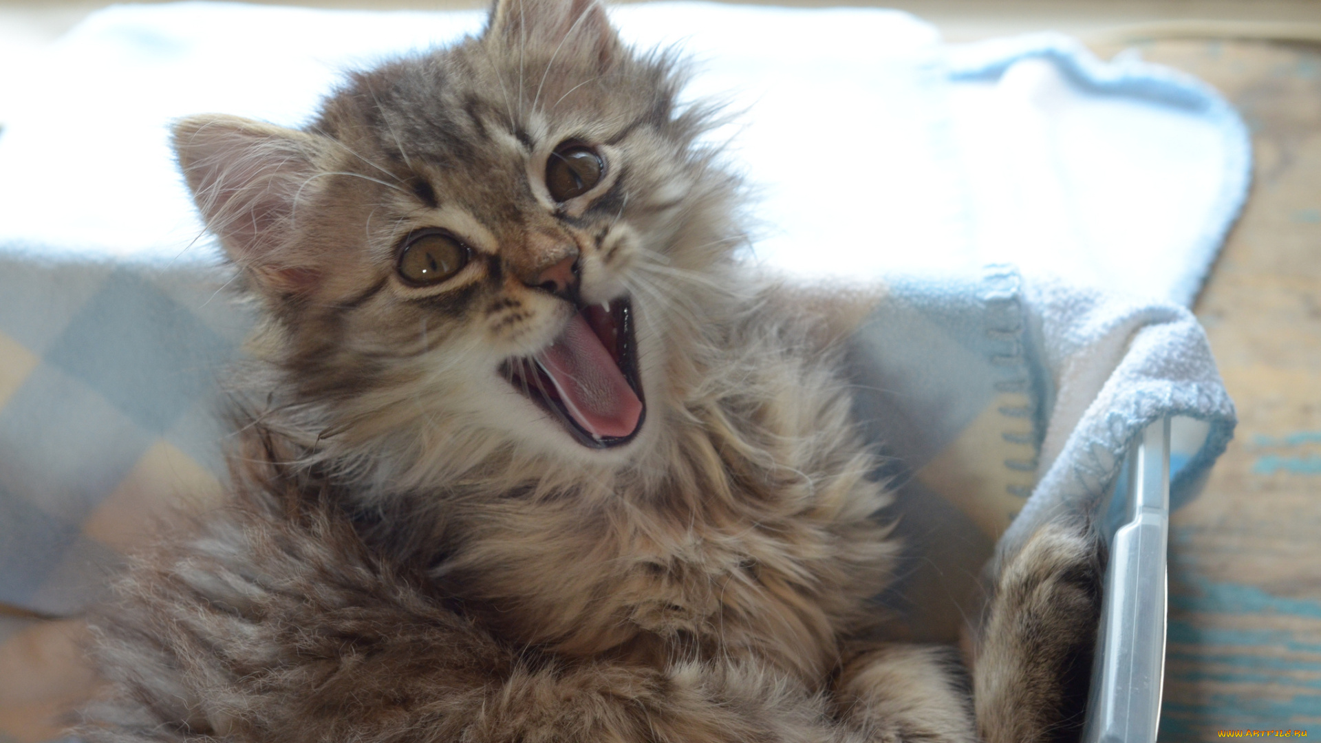 животные, коты, котёнок