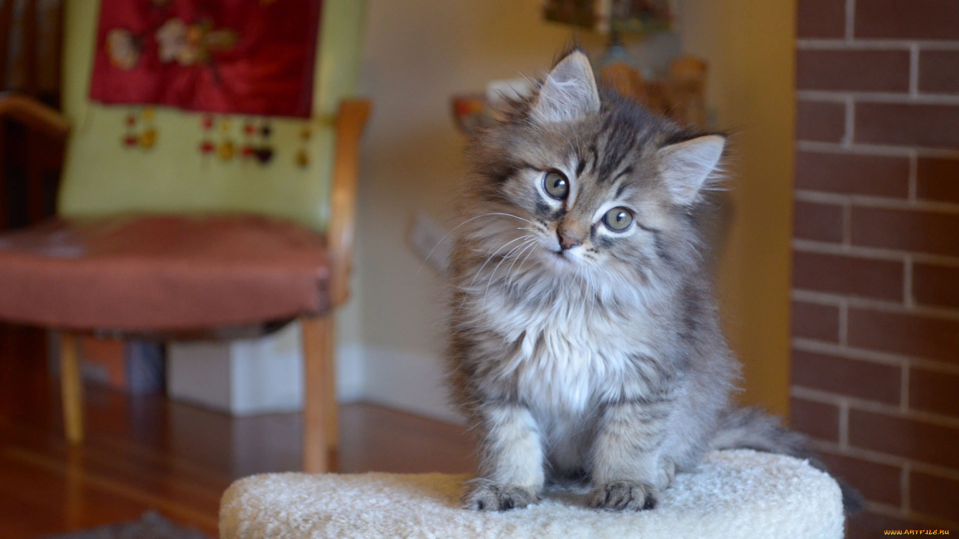 животные, коты, котёнок