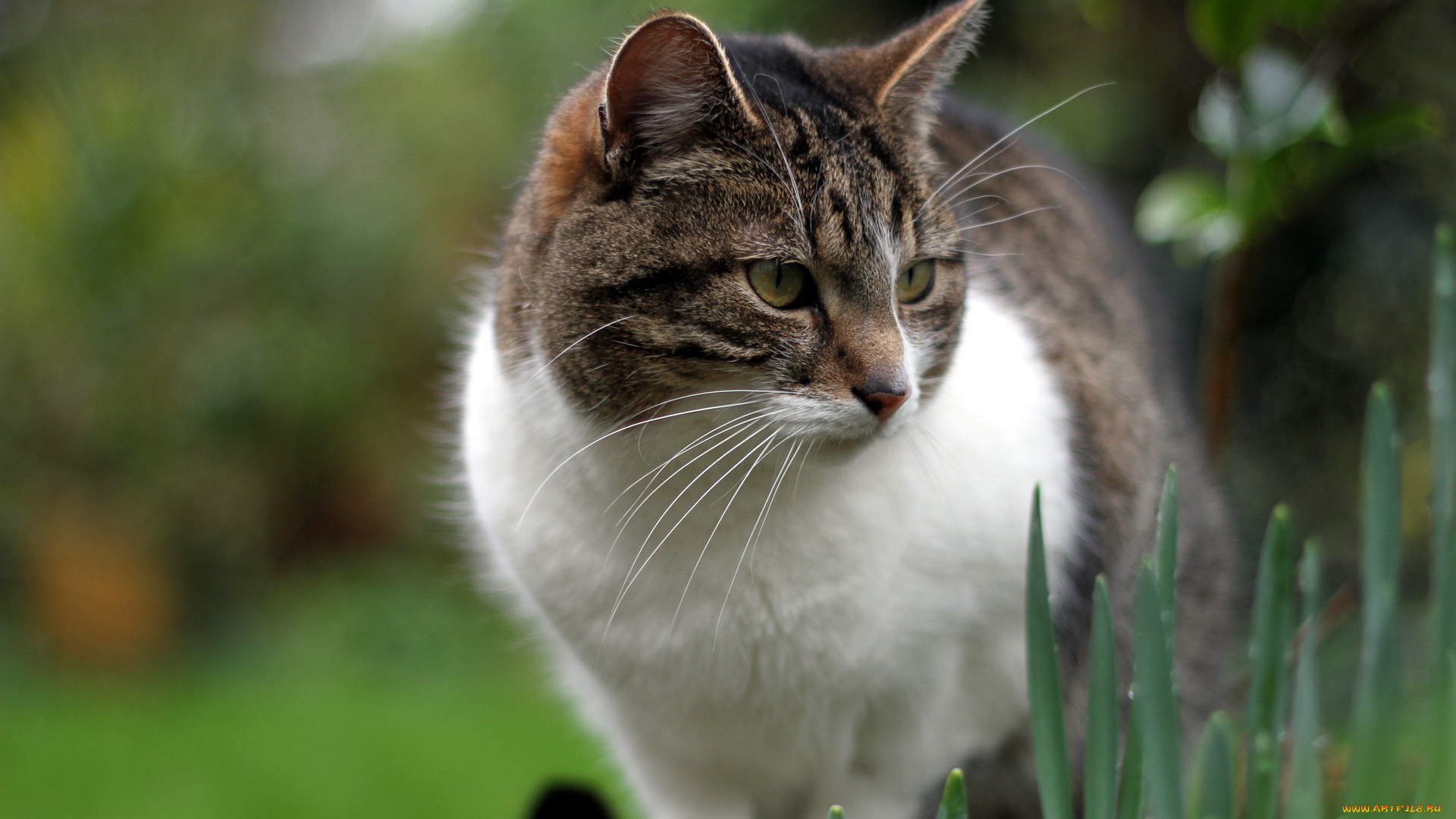 животные, коты, взгляд, кошка