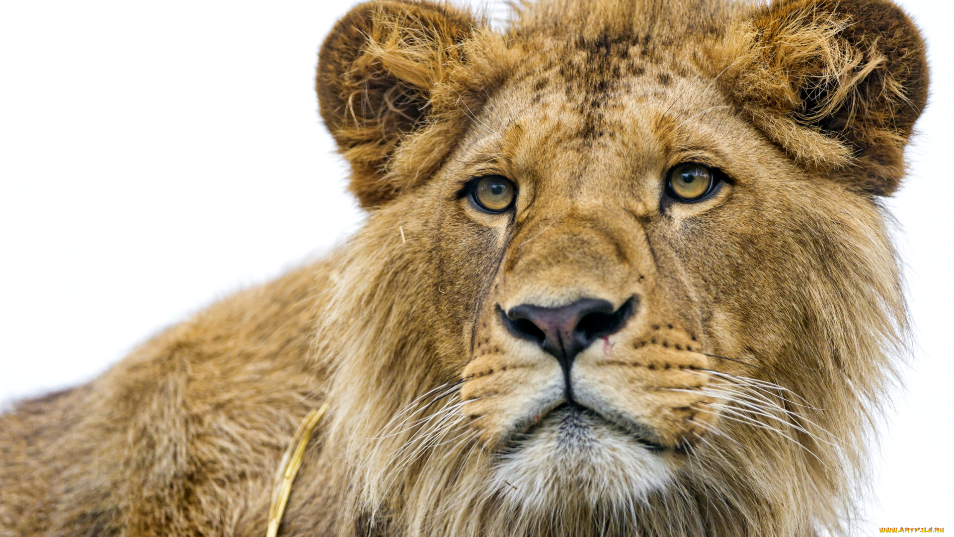 животные, львы, молодой, портрет