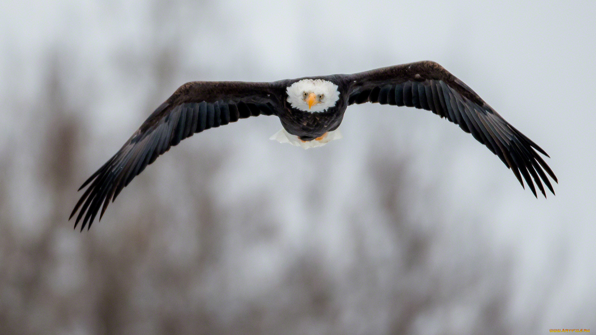 животные, птицы, хищники, полет, орлан