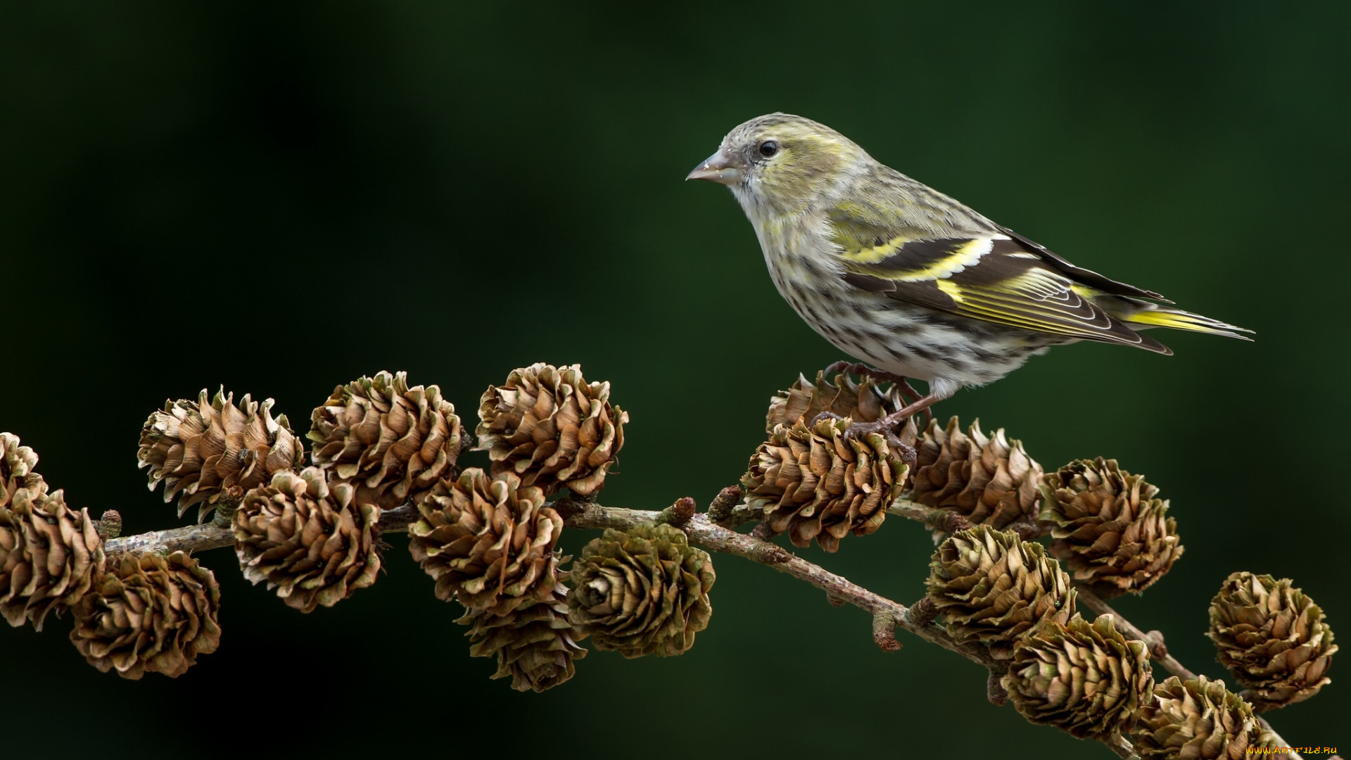 животные, птицы, птица, шишки, ветка, чиж