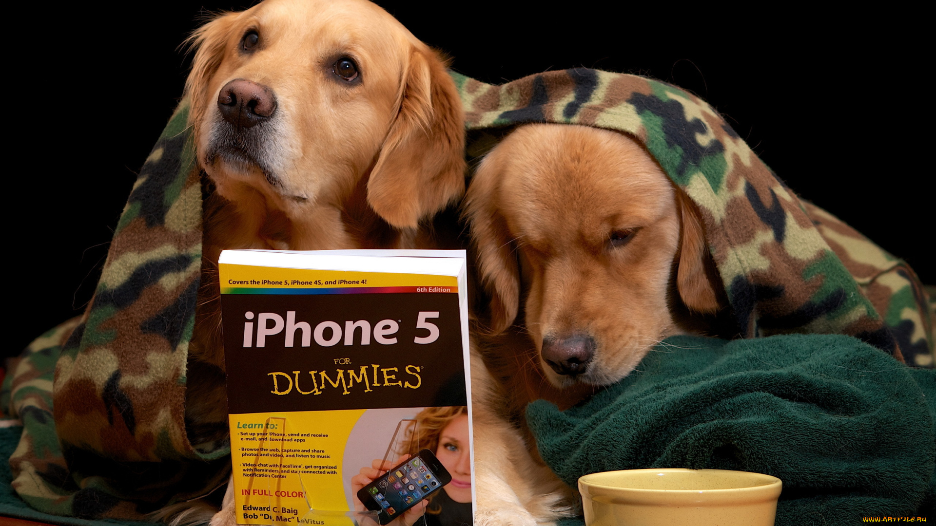 животные, собаки, книга, плед