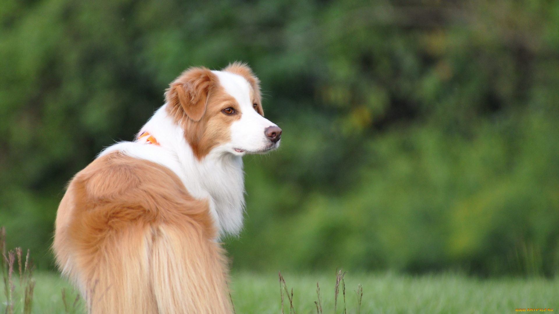 животные, собаки, собака, взгляд