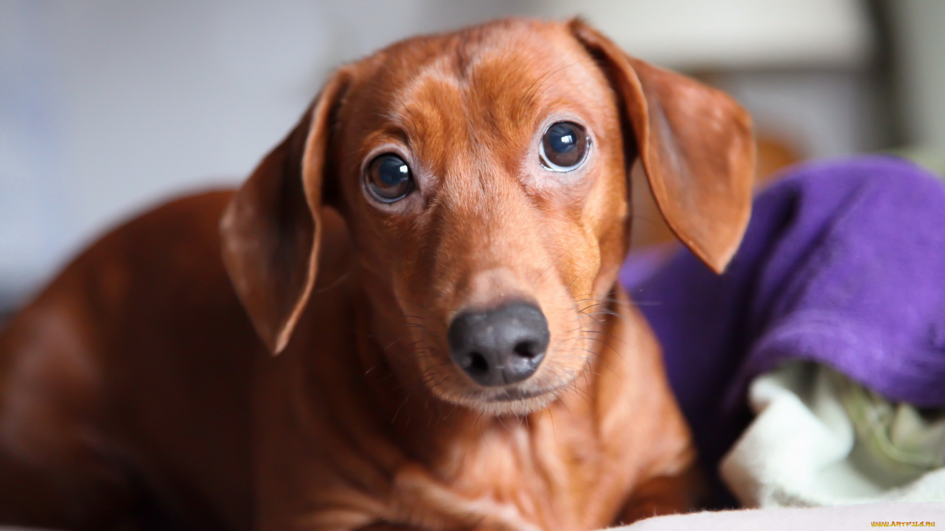 животные, собаки, собака, взгляд