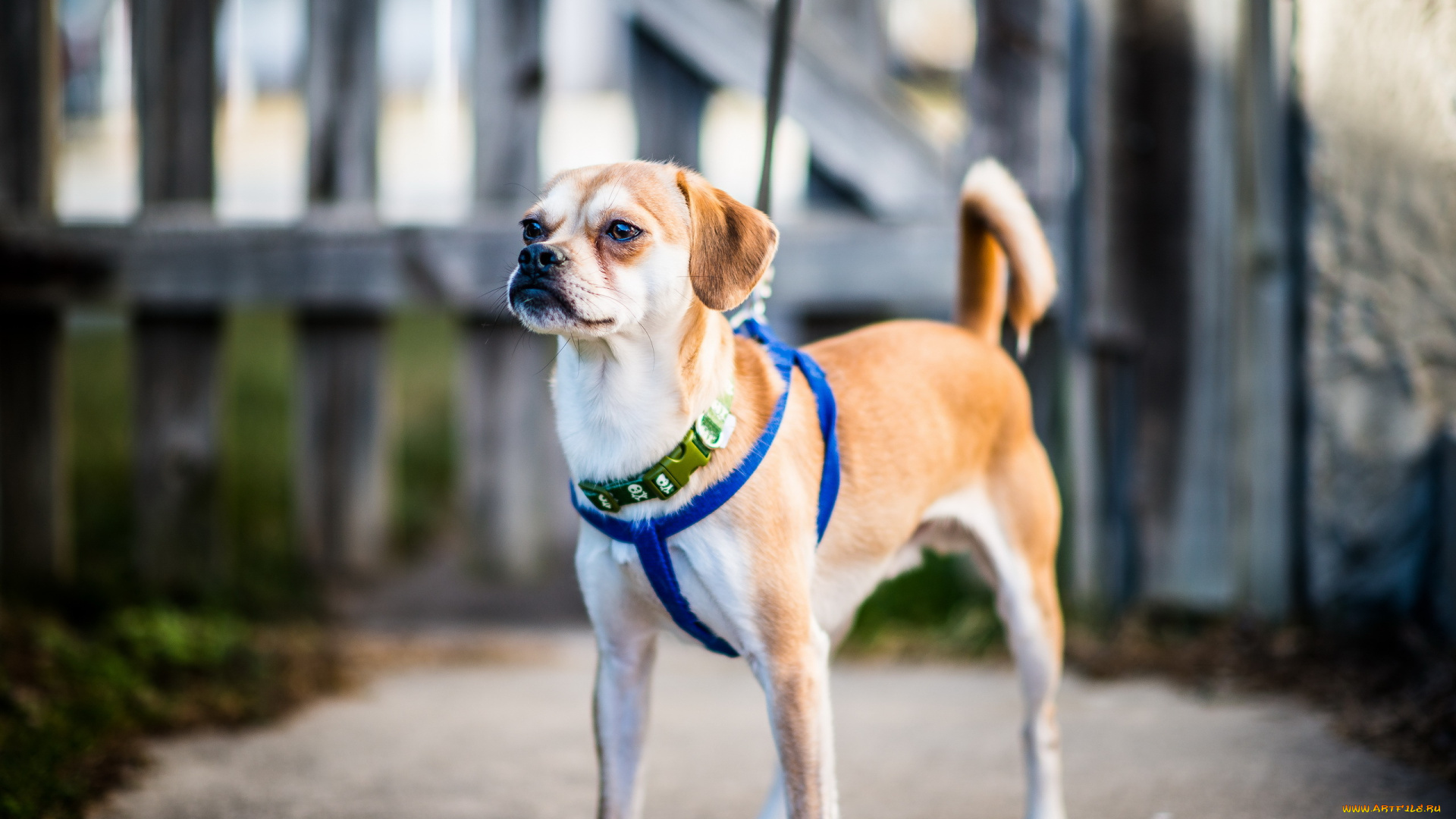 животные, собаки, собака, взгляд