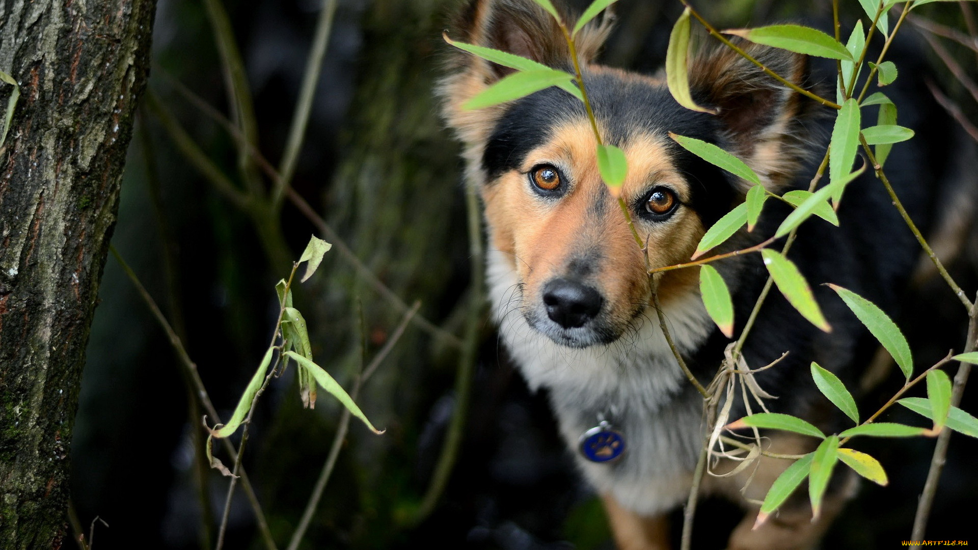 животные, собаки, собака, взгляд