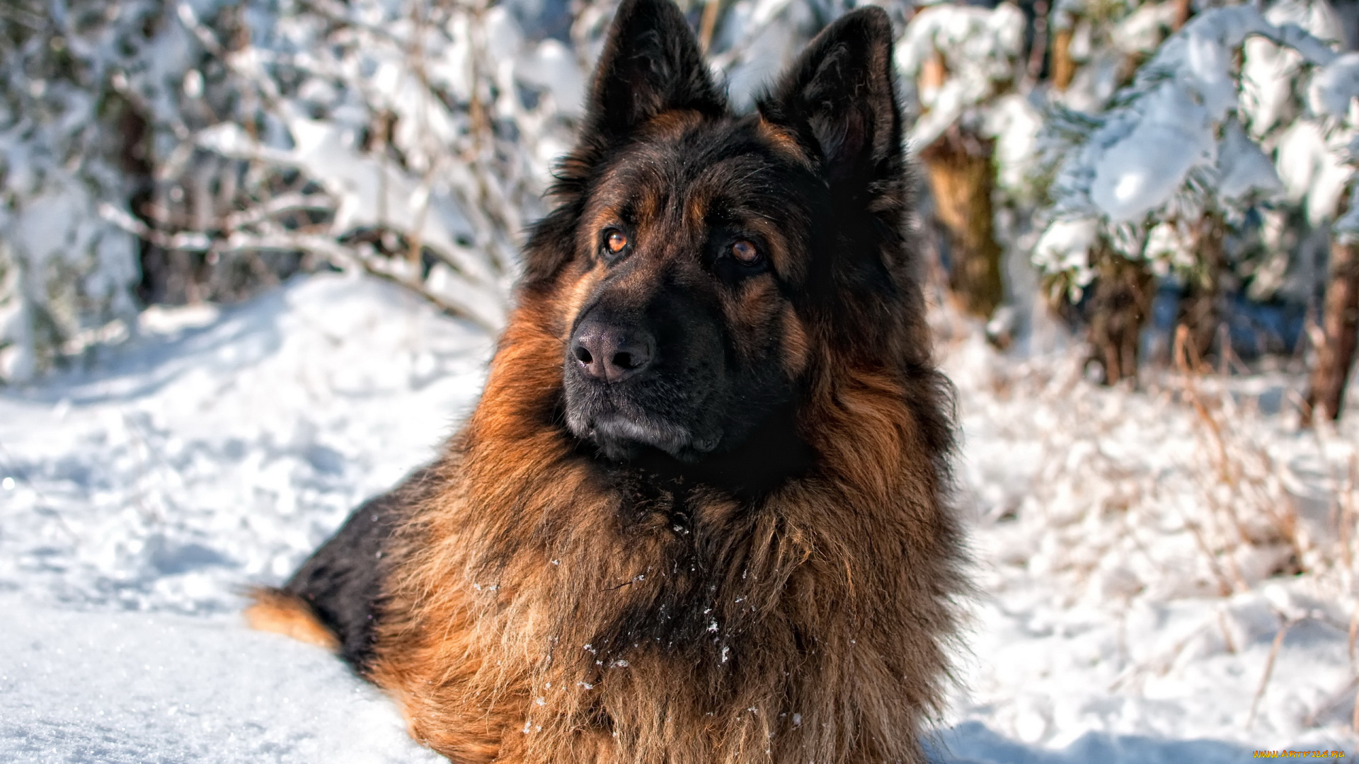 животные, собаки, собака, взгляд