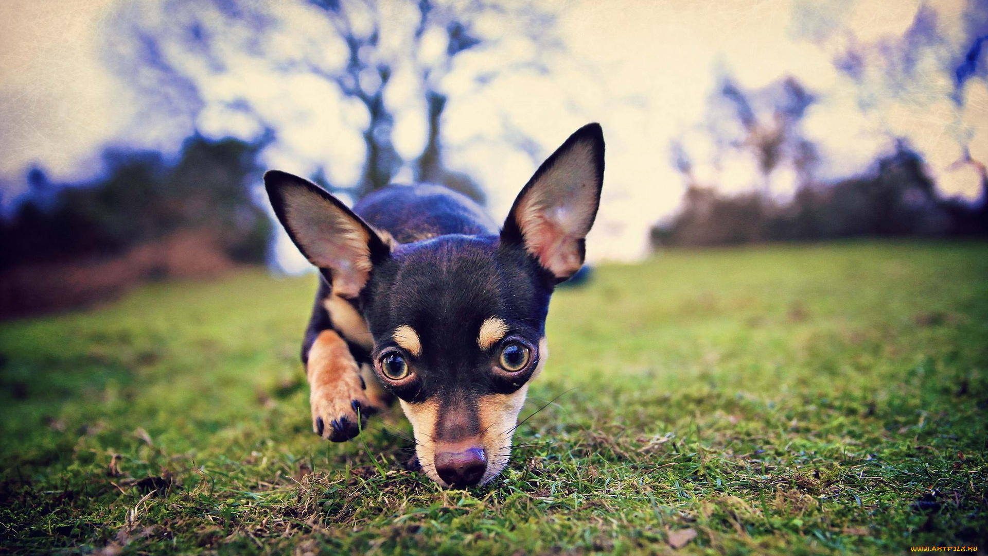 животные, собаки, собака, взгляд, поле