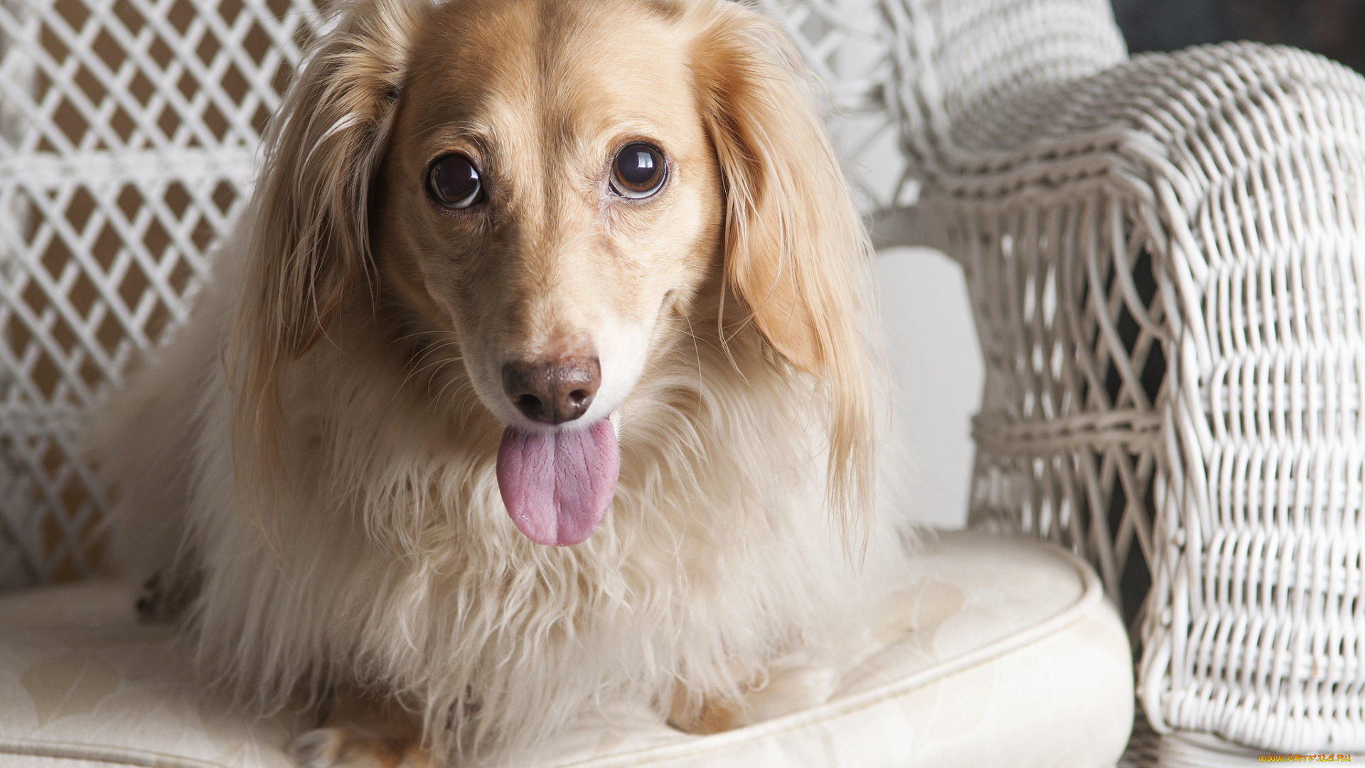 животные, собаки, такса