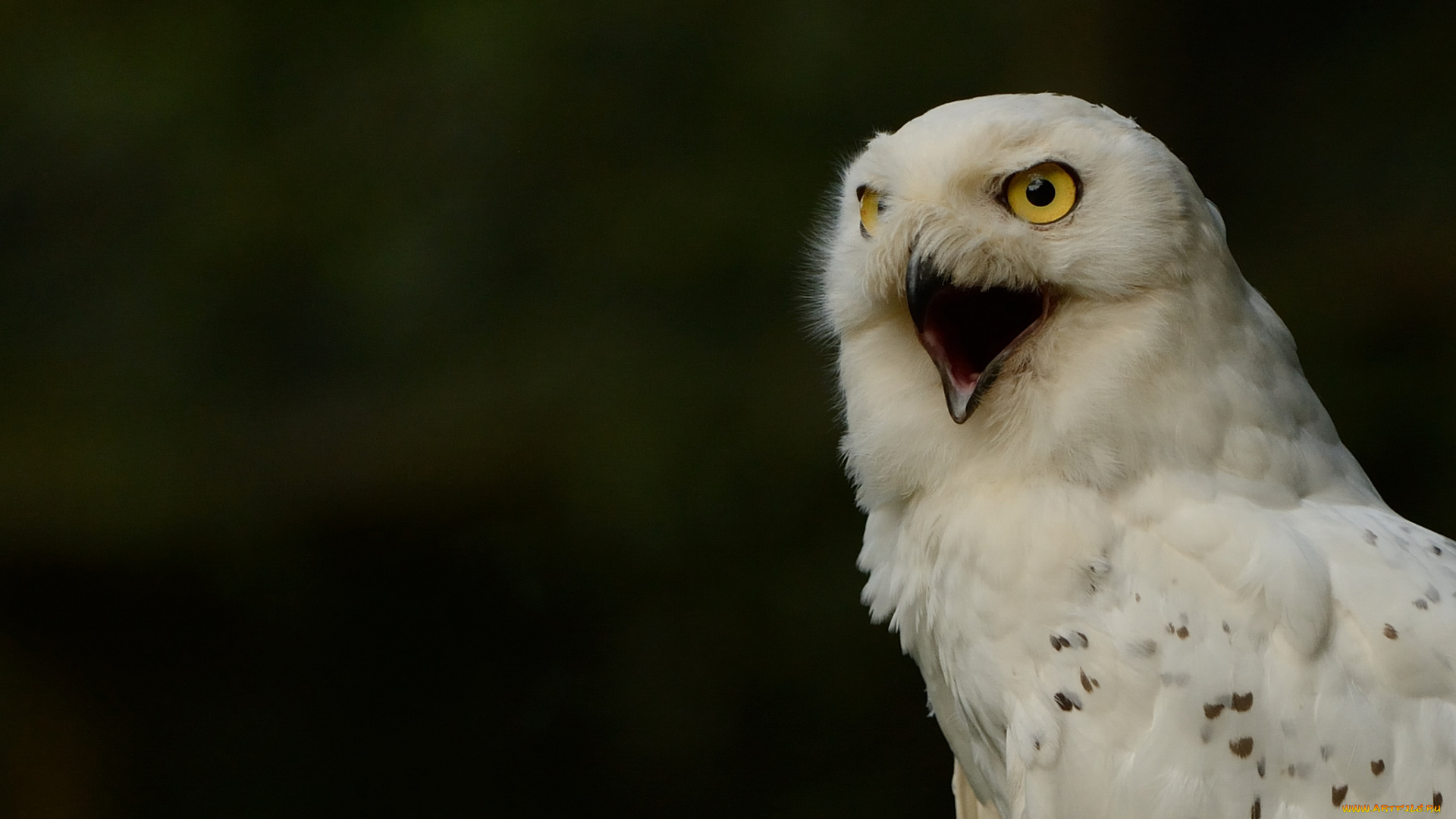 животные, совы, белая, сова, полярная, snowy, owl