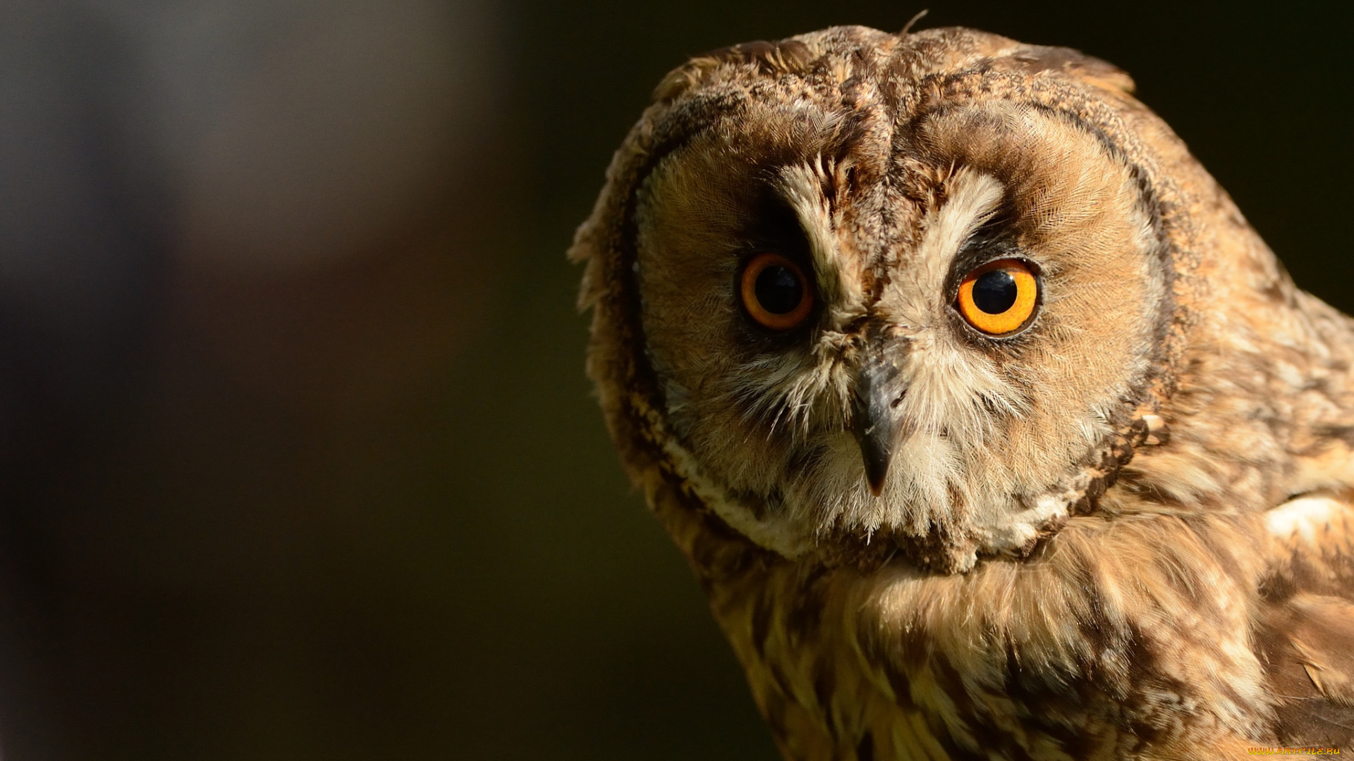 животные, совы, портрет