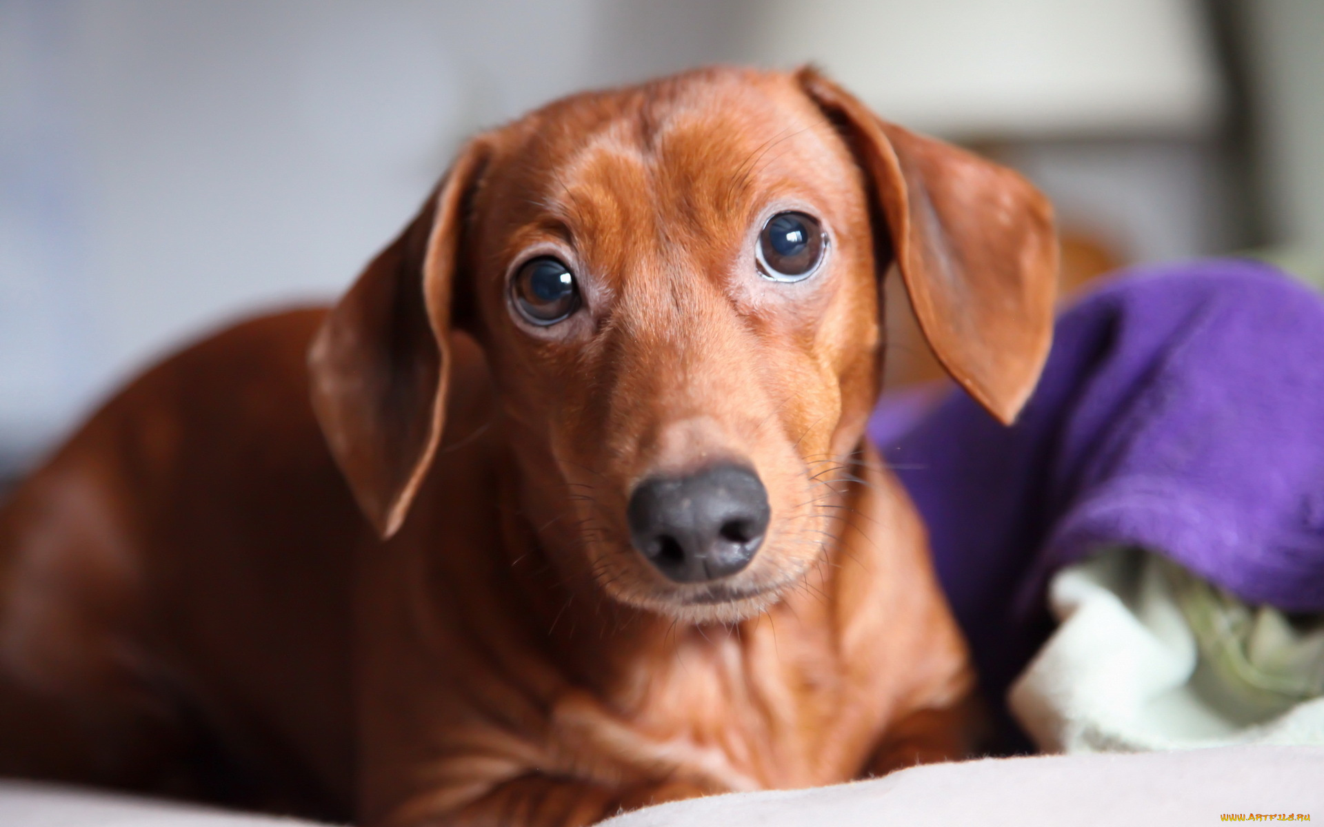 животные, собаки, собака, взгляд