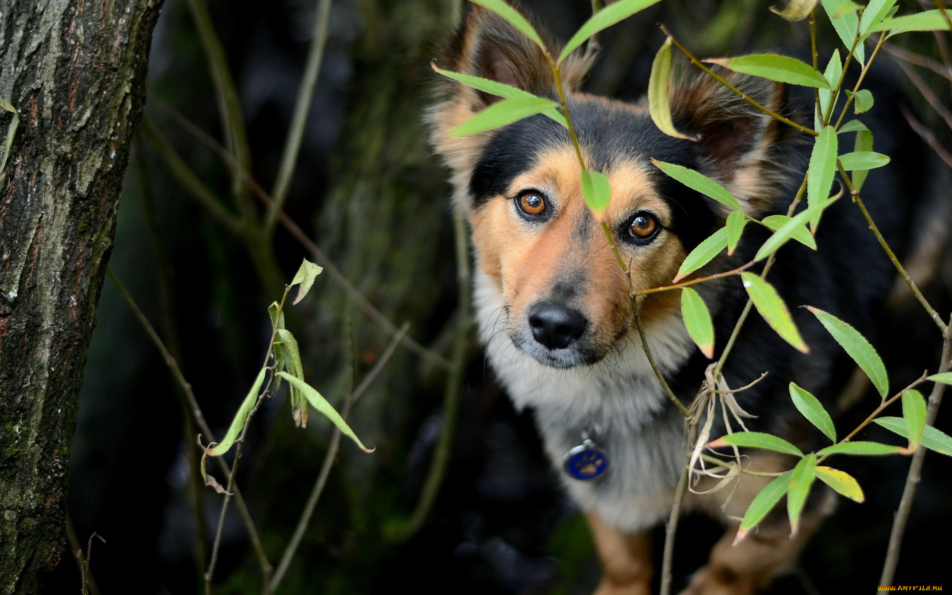 животные, собаки, собака, взгляд