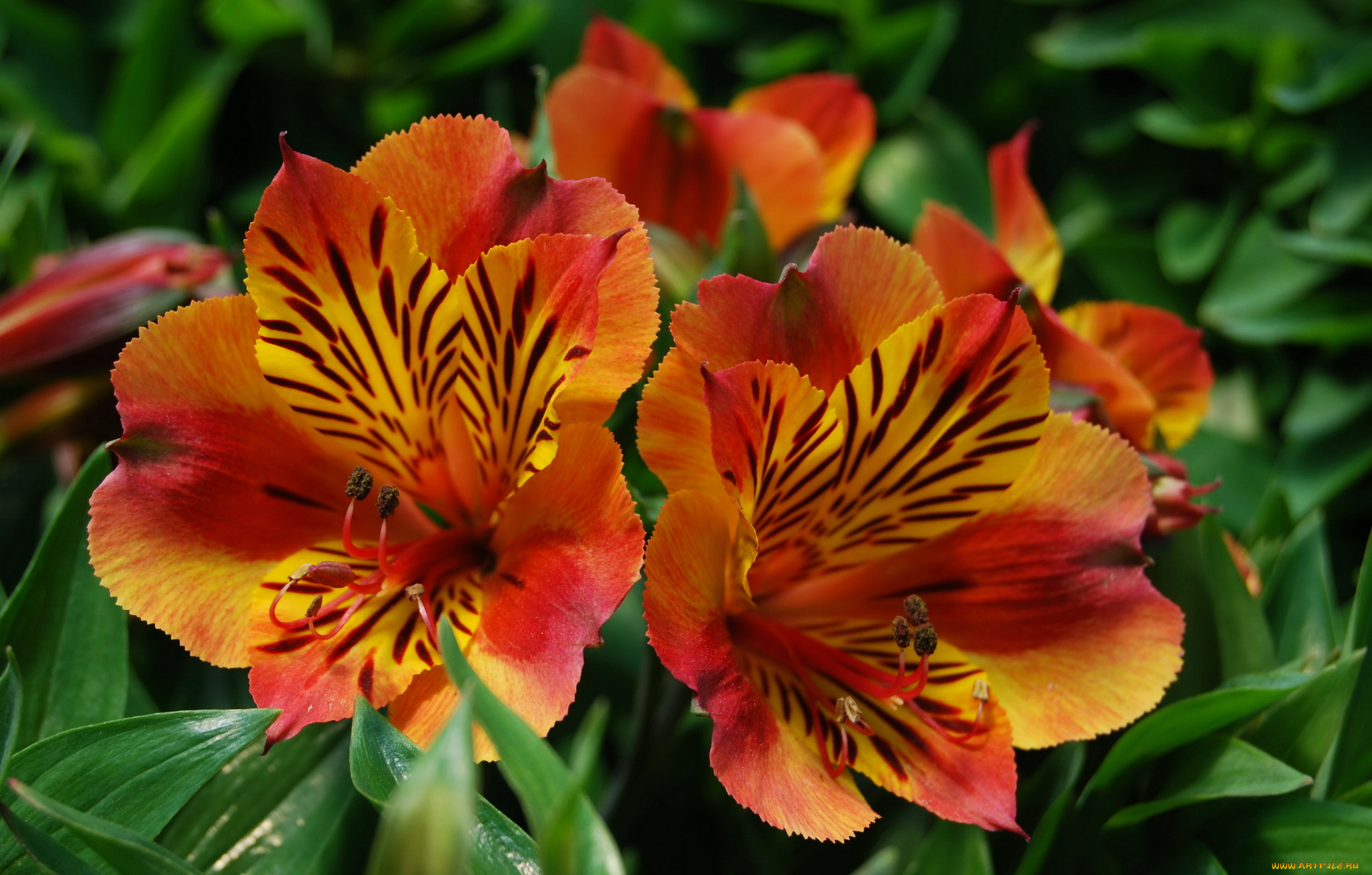 цветы, альстромерия