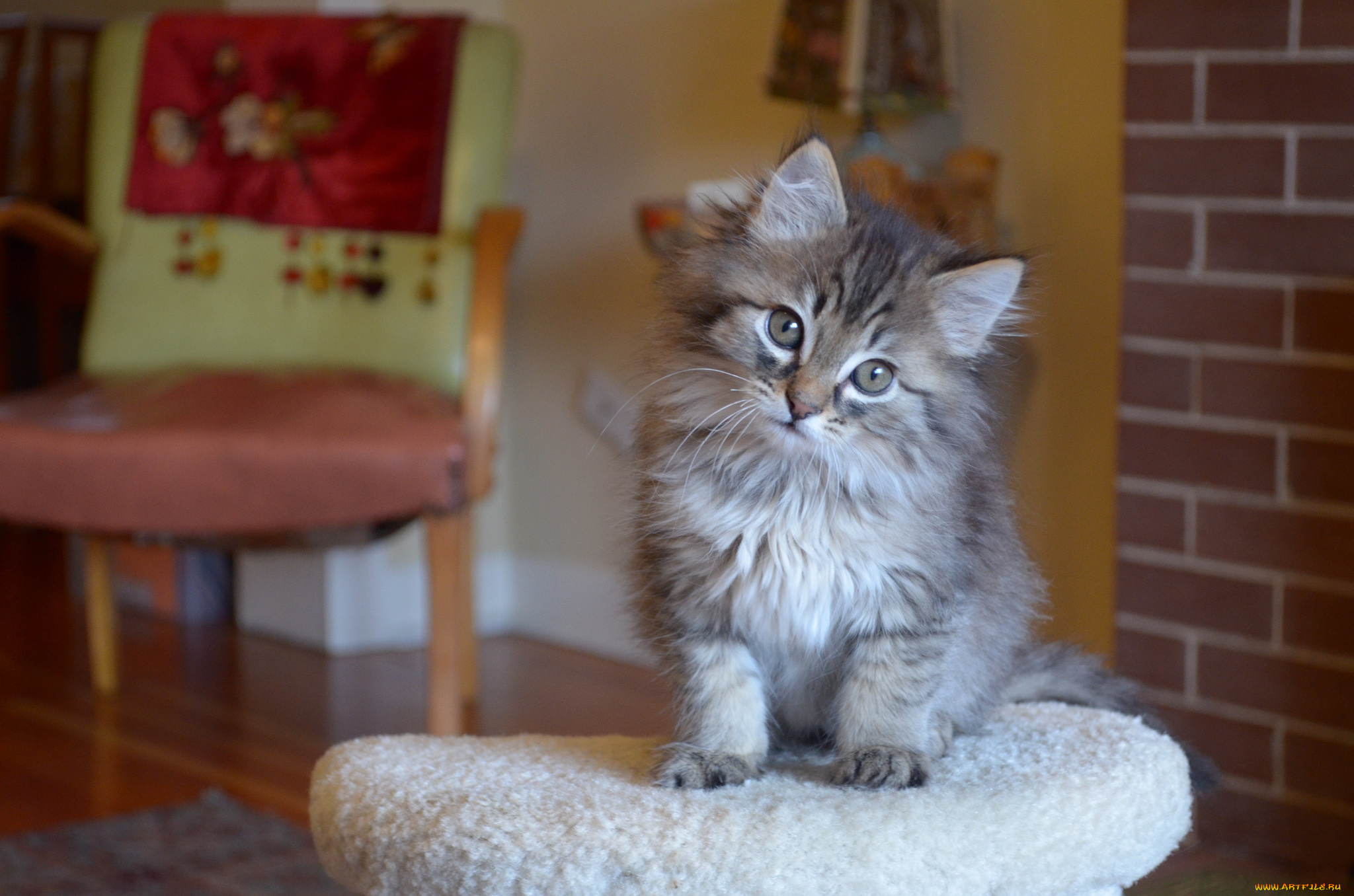 животные, коты, котёнок