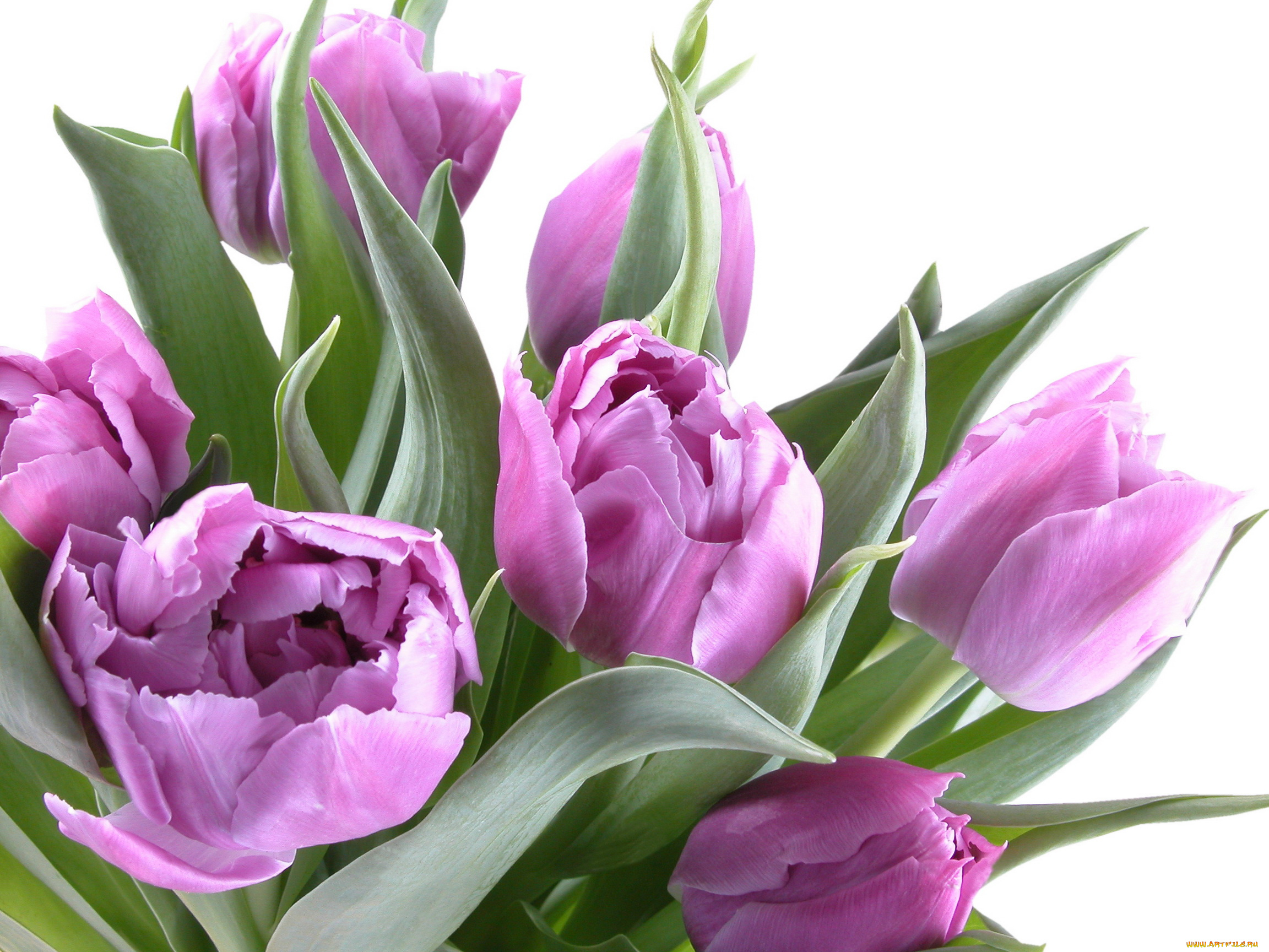 цветы, тюльпаны