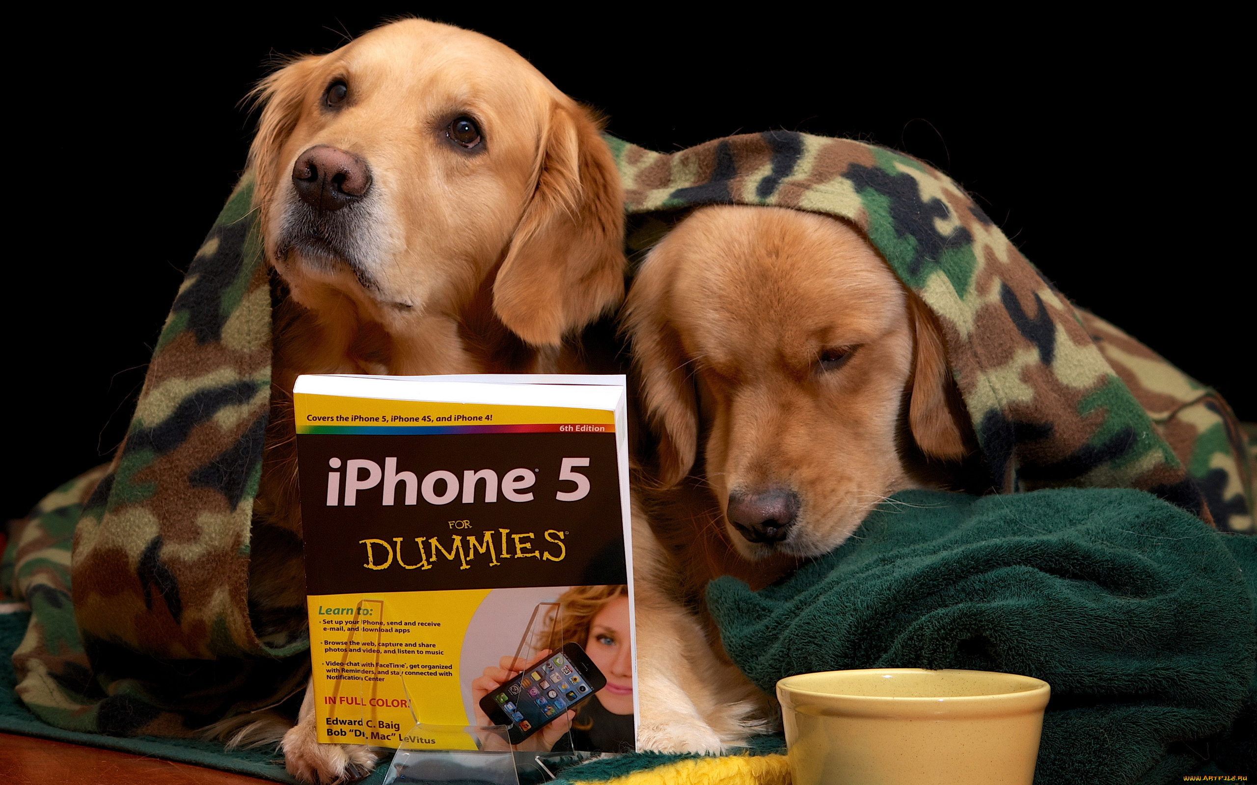 животные, собаки, книга, плед