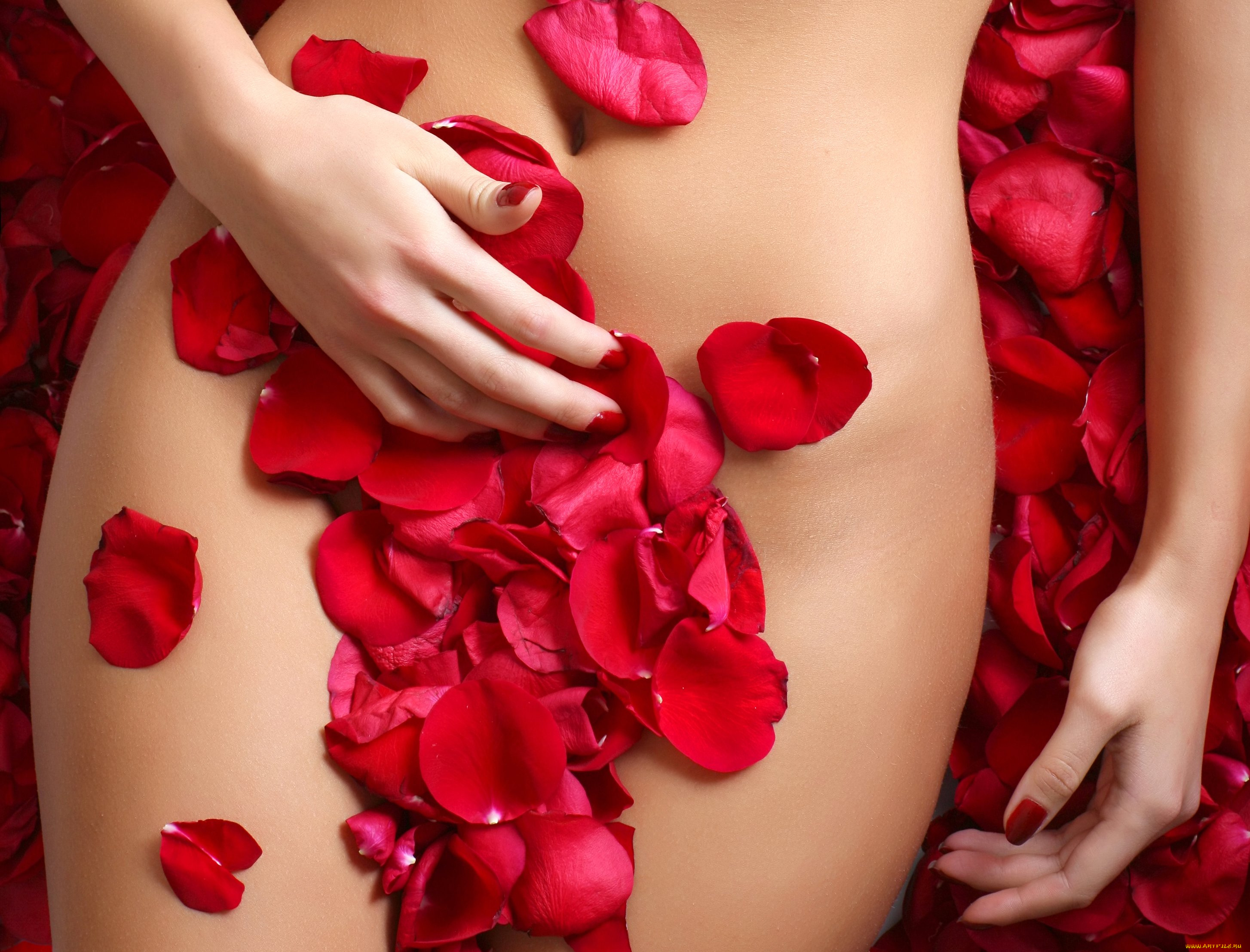 лепестки, роз, девушки, -unsort, , женские, прелести, рука, лепестки, роз, девушка