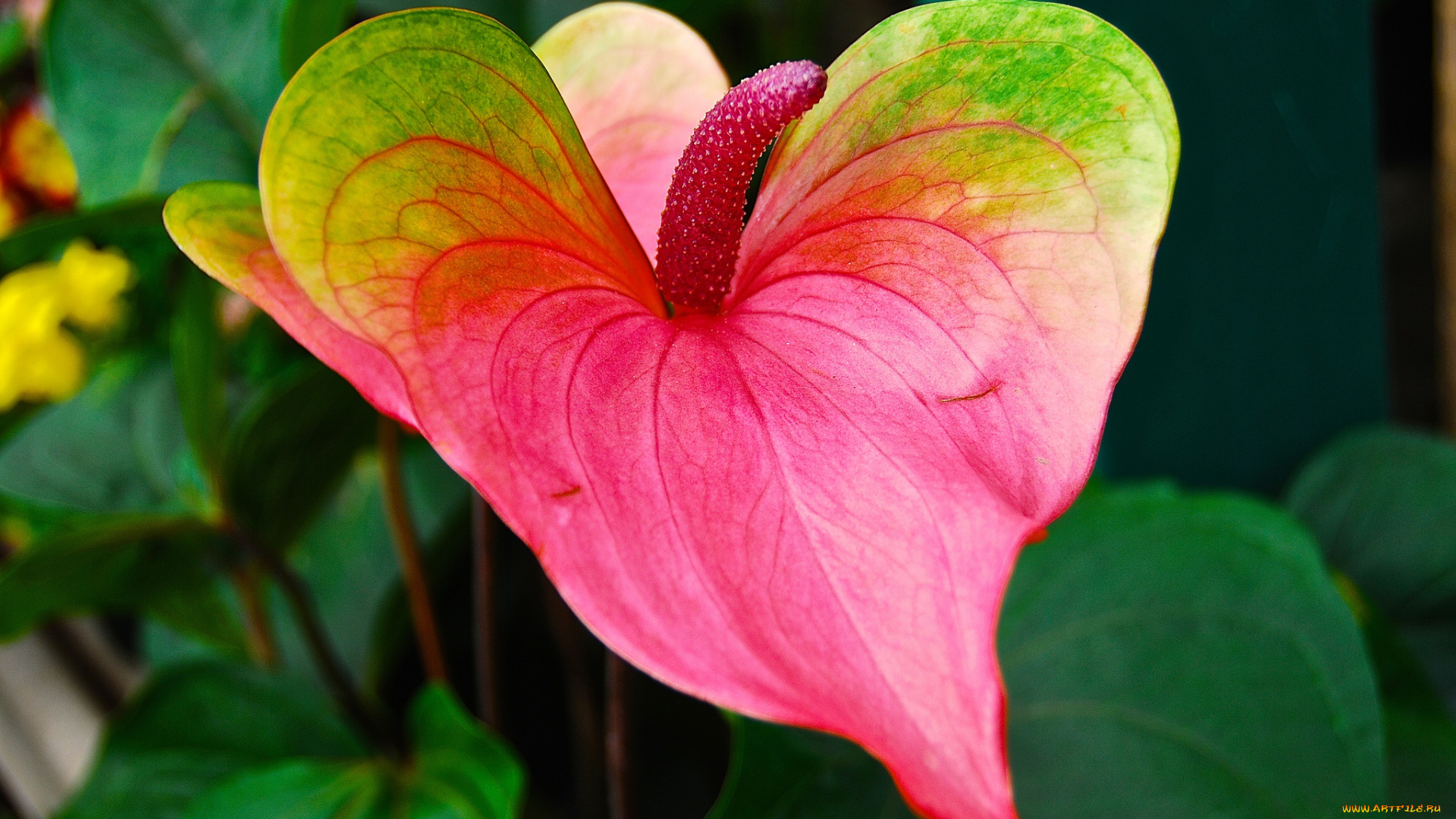 цветы, каллы, цветок, лепестки, природа, листья