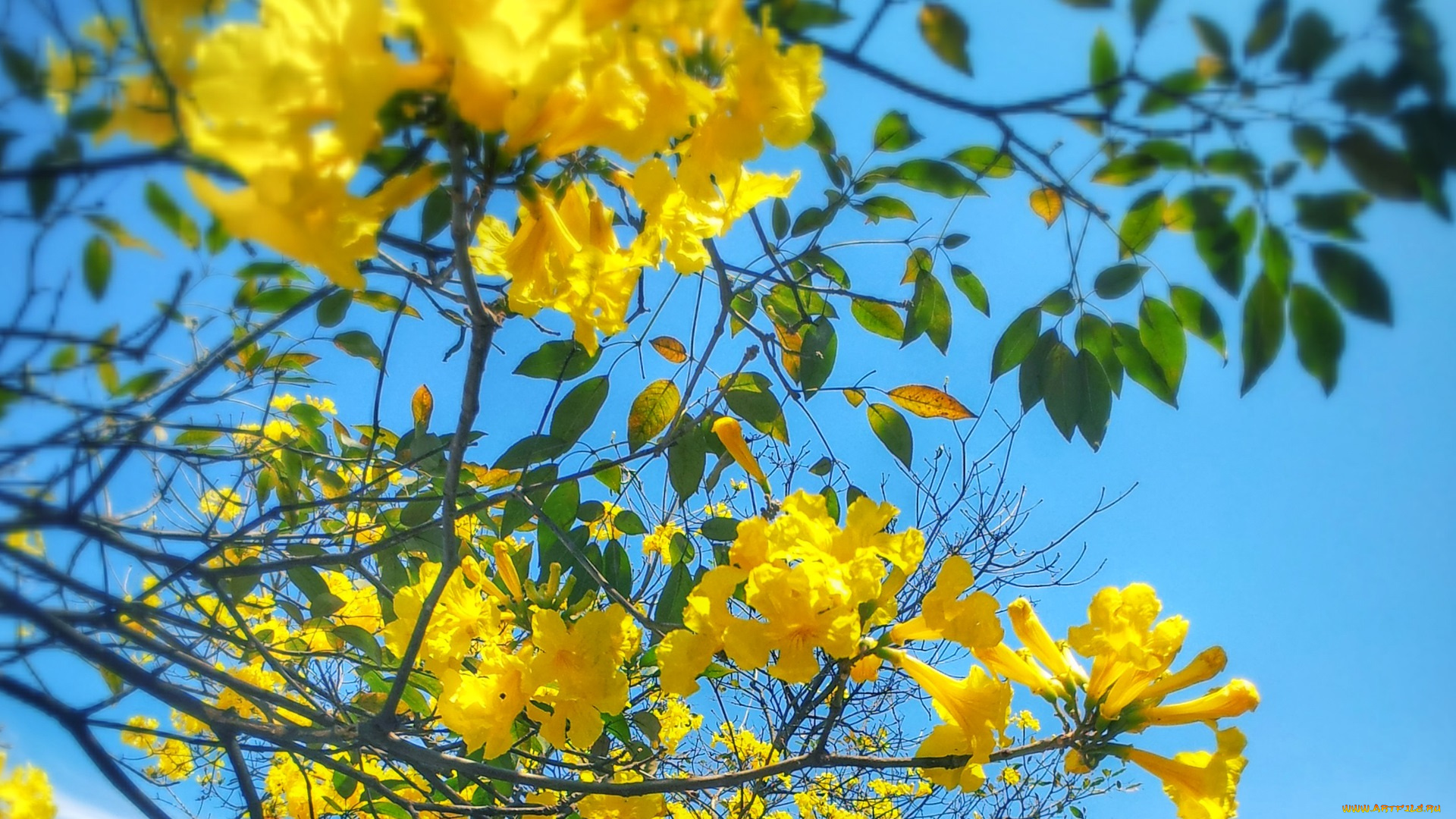 цветы, лагерстрёмия, , индийская, сирень, ветка, дерево, небо