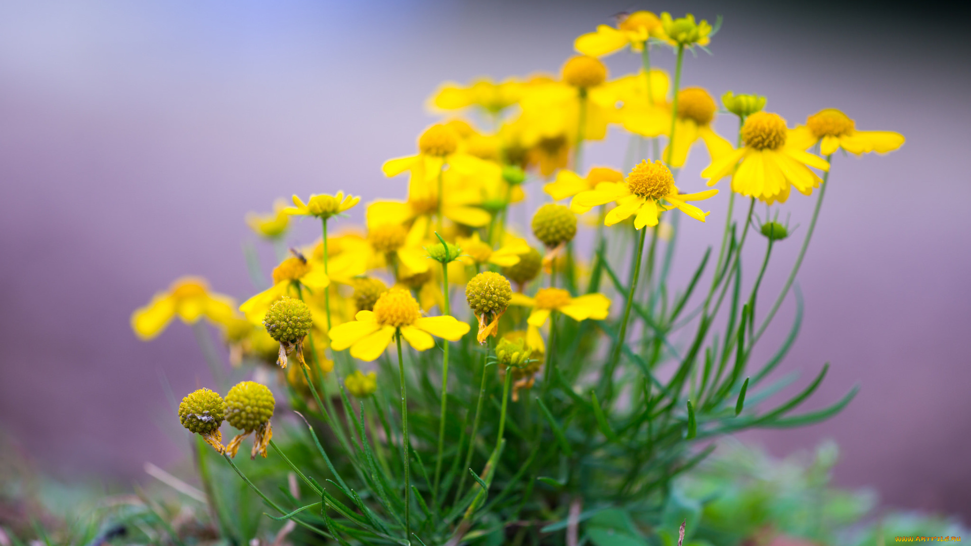 цветы, луговые, , полевые, , цветы, природа, лепестки, растение, луг, сад, поле