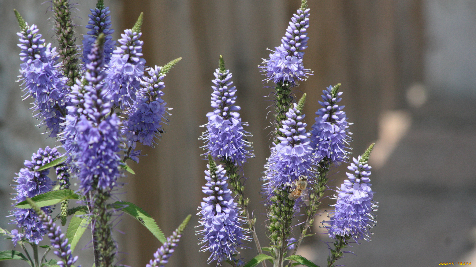 цветы, растение, соцветия, сиреневые