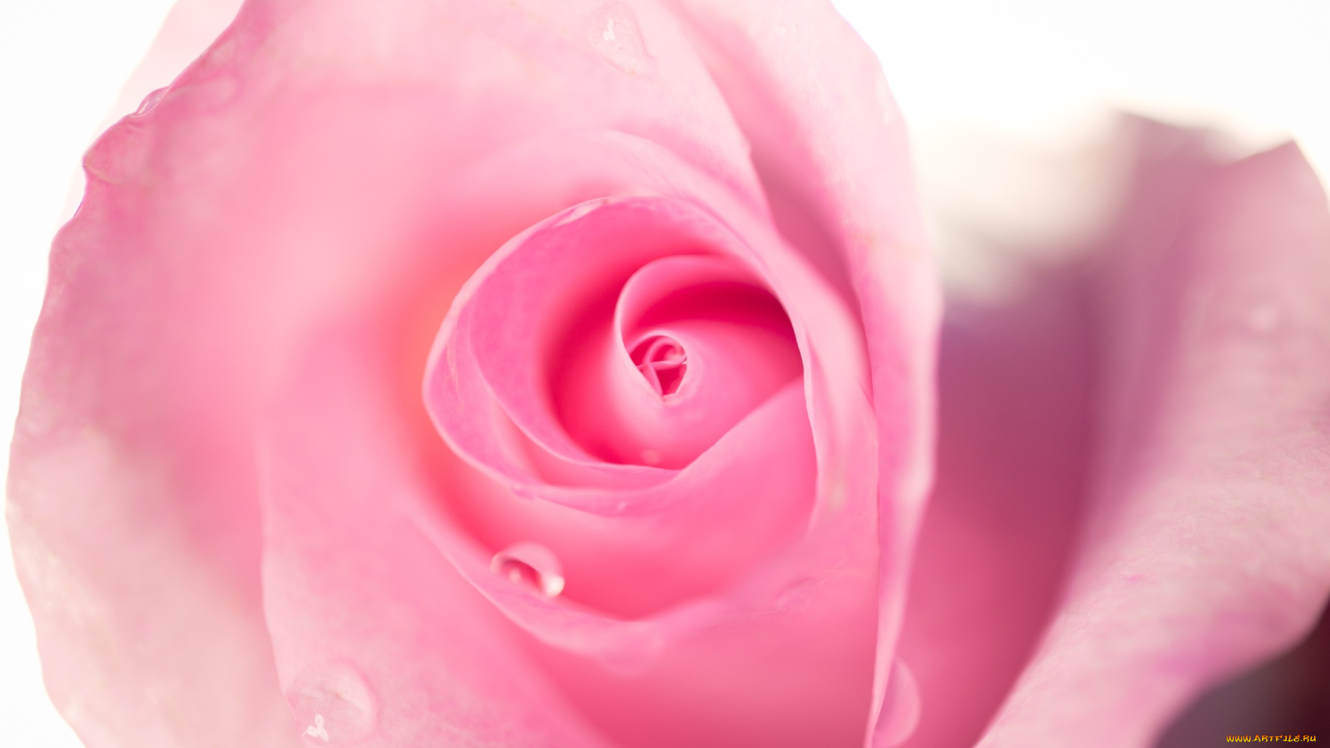 цветы, розы, роза, розовая, макро, цветок