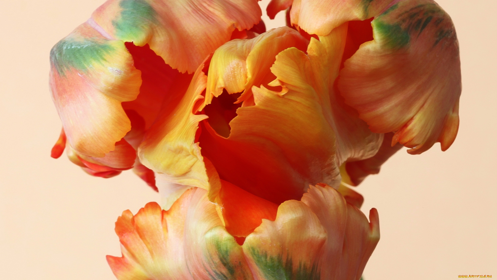 цветы, тюльпаны, тюльпан