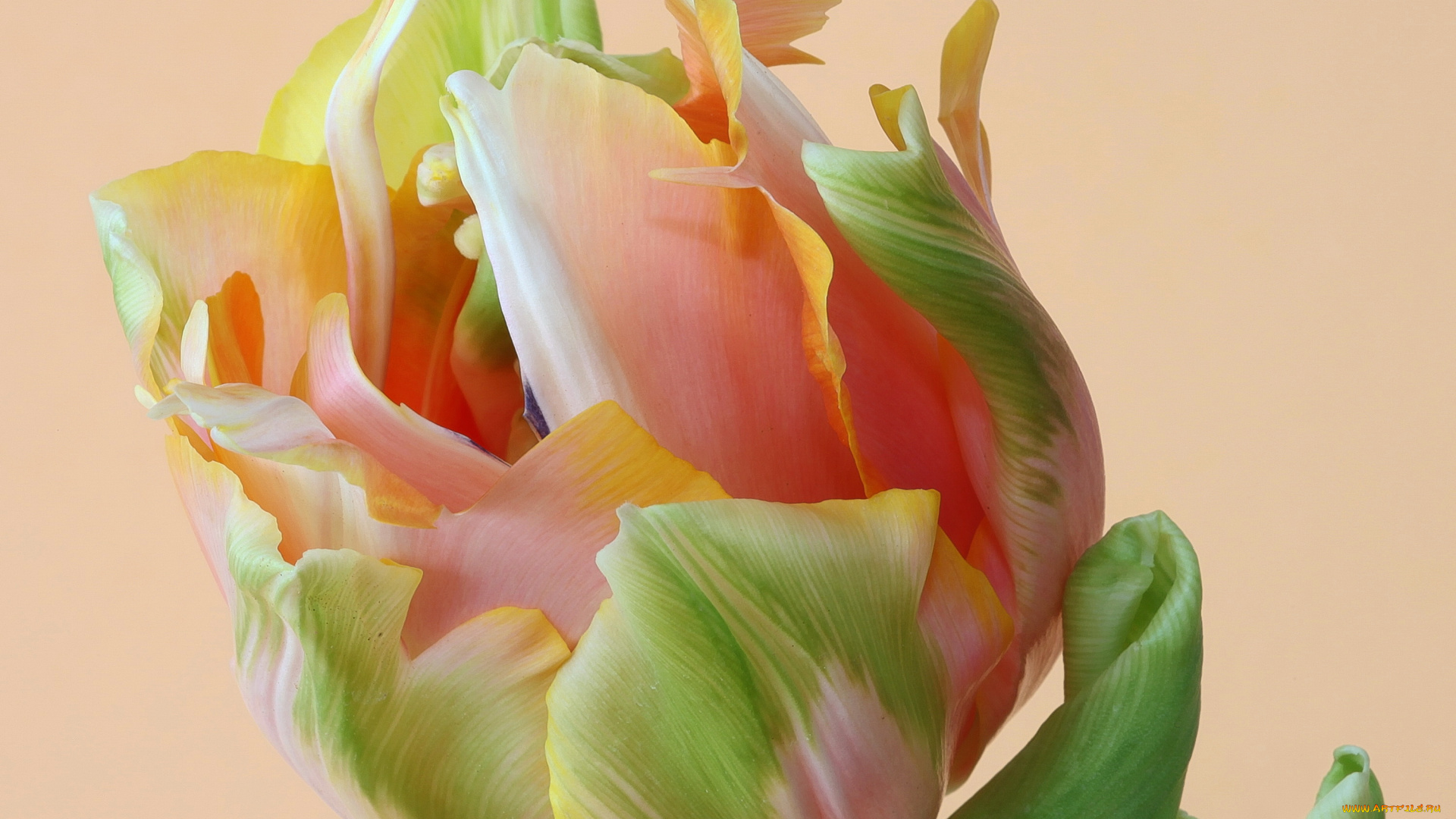 цветы, тюльпаны, тюльпан, лепестки