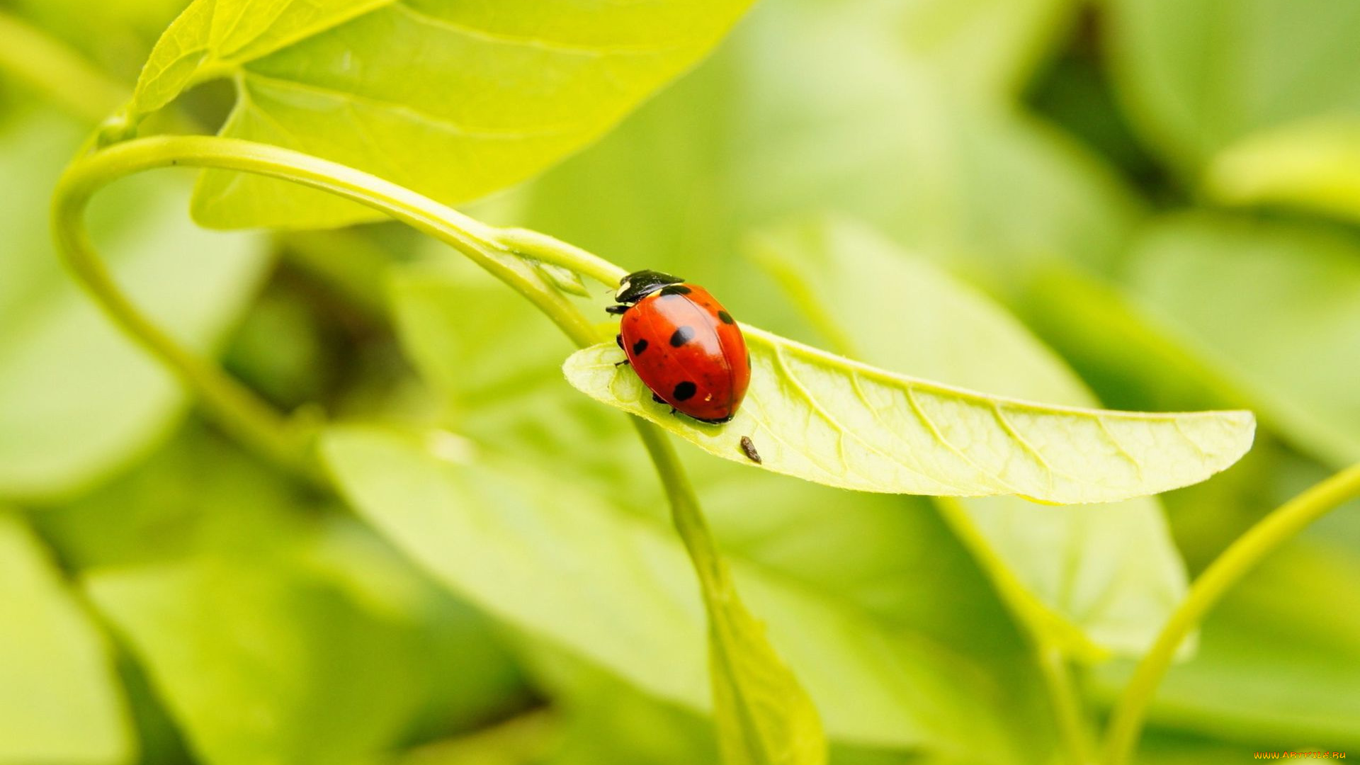 животные, божьи, коровки, насекомое, листочек