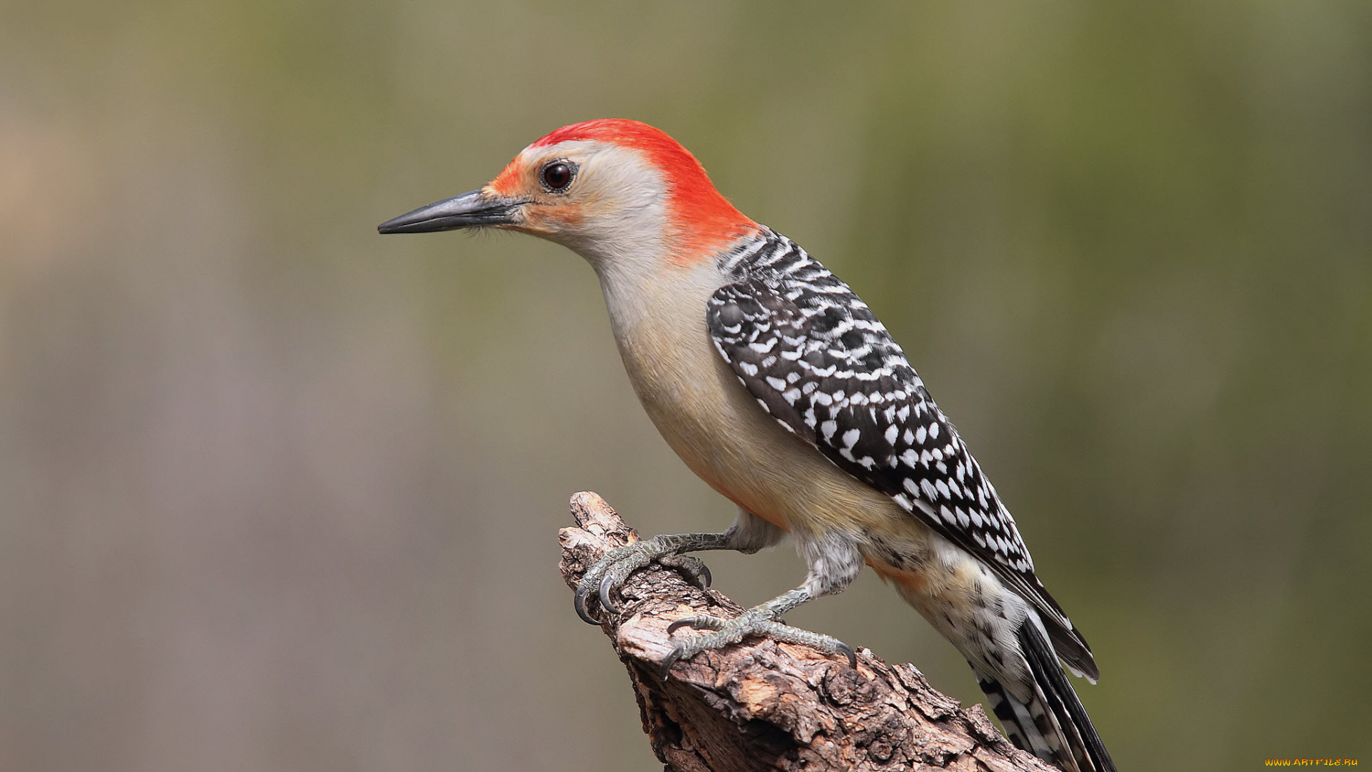 животные, дятлы, птичка