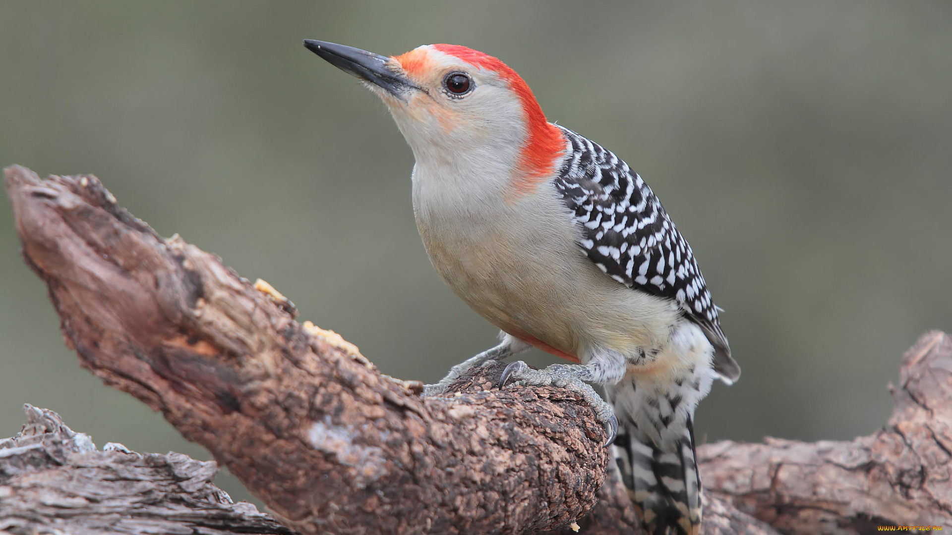 животные, дятлы, птичка
