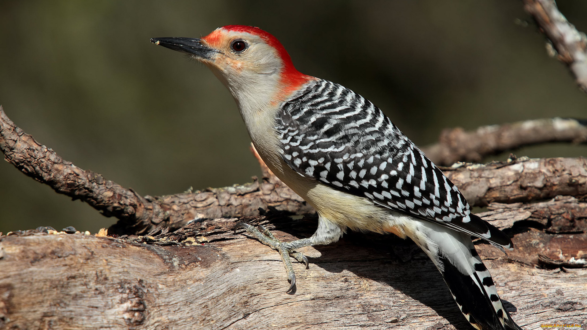 животные, дятлы, птичка