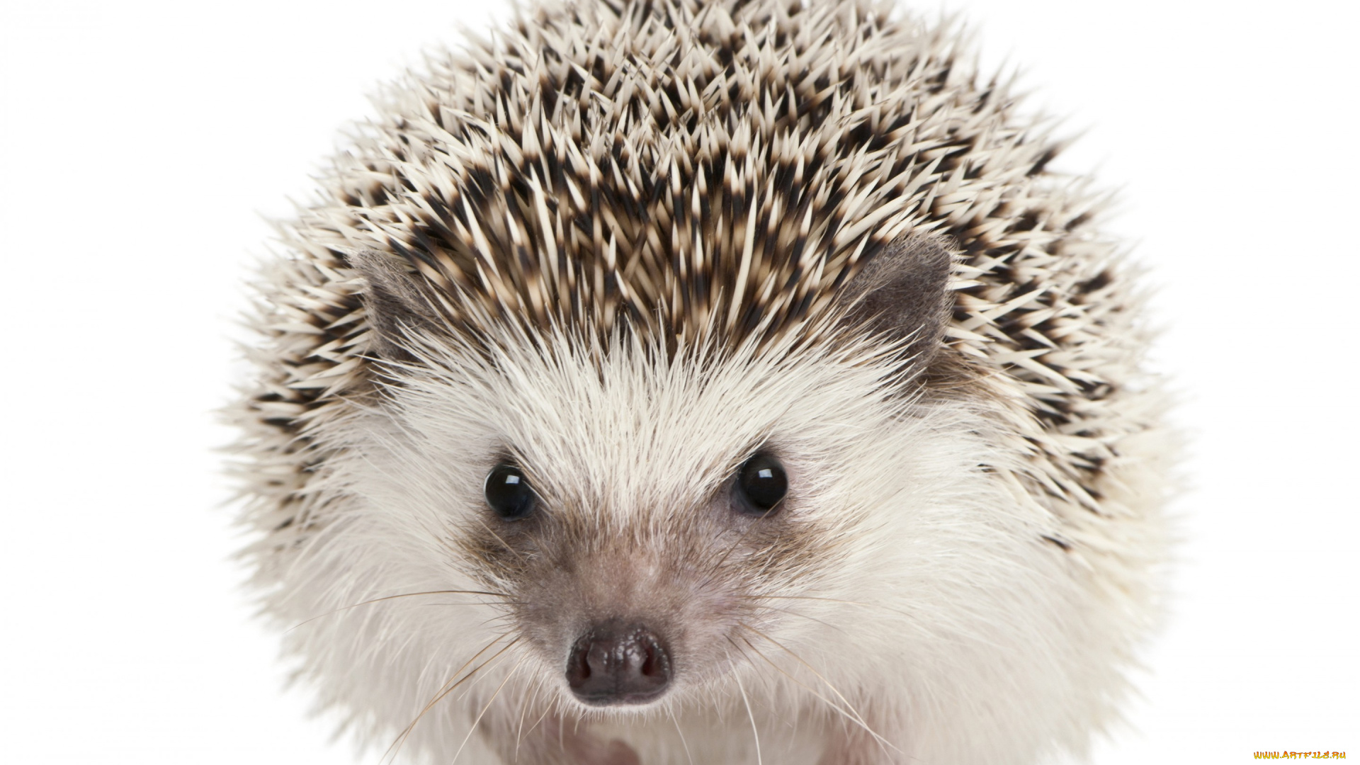 животные, ежи, ежик, млекопитающие, белый, фон, колючки, мордочка, глазки