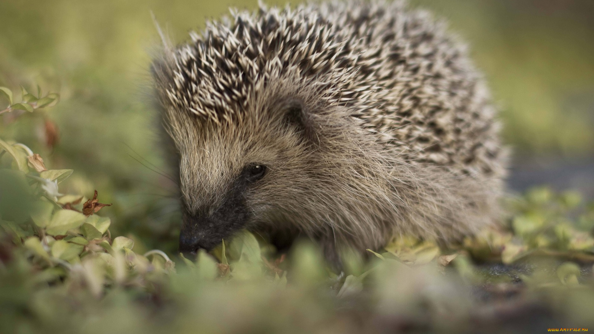 животные, ежи, глазки, ежик, трава, колючки, мордочка