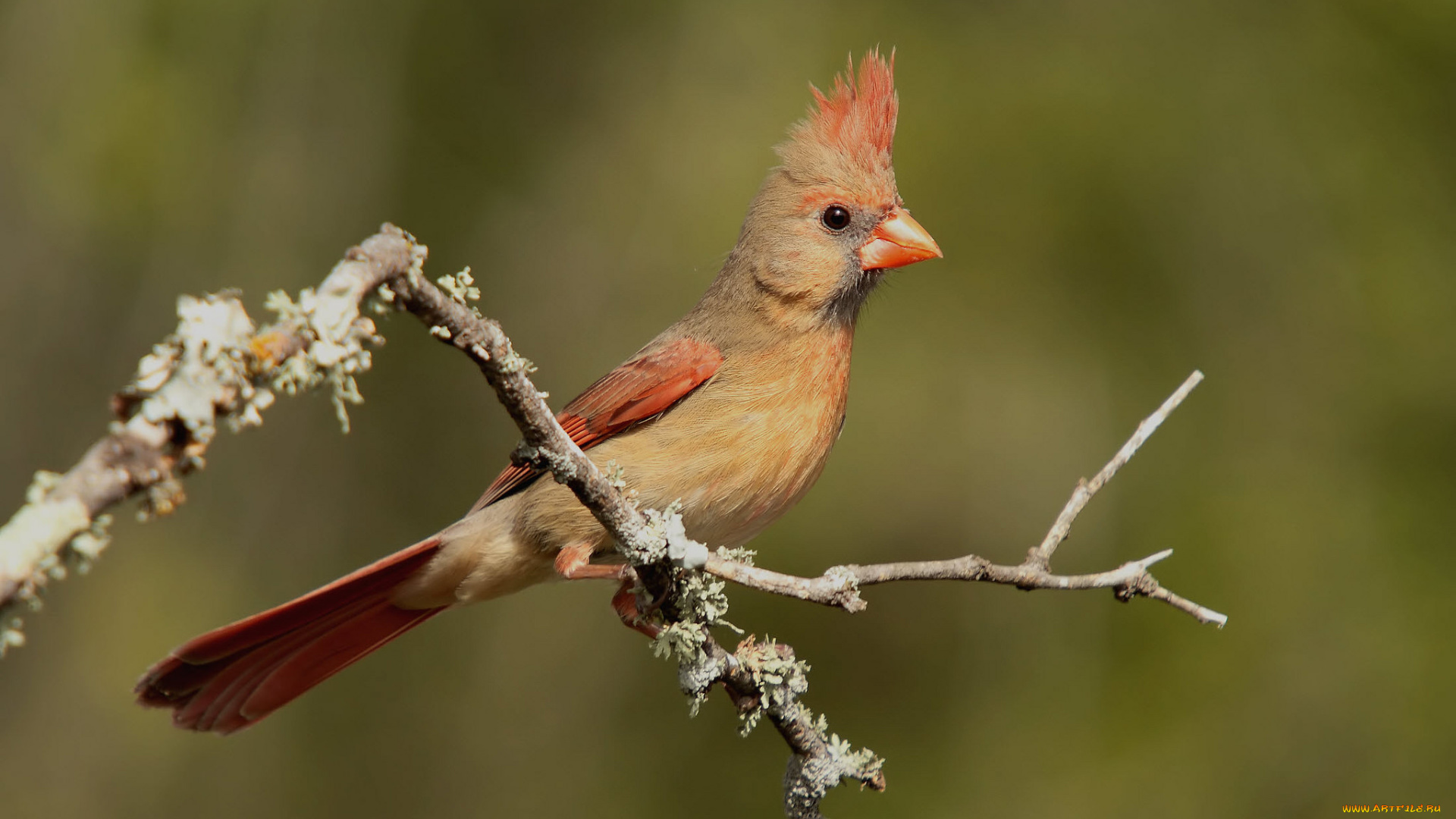 животные, кардиналы, птичка