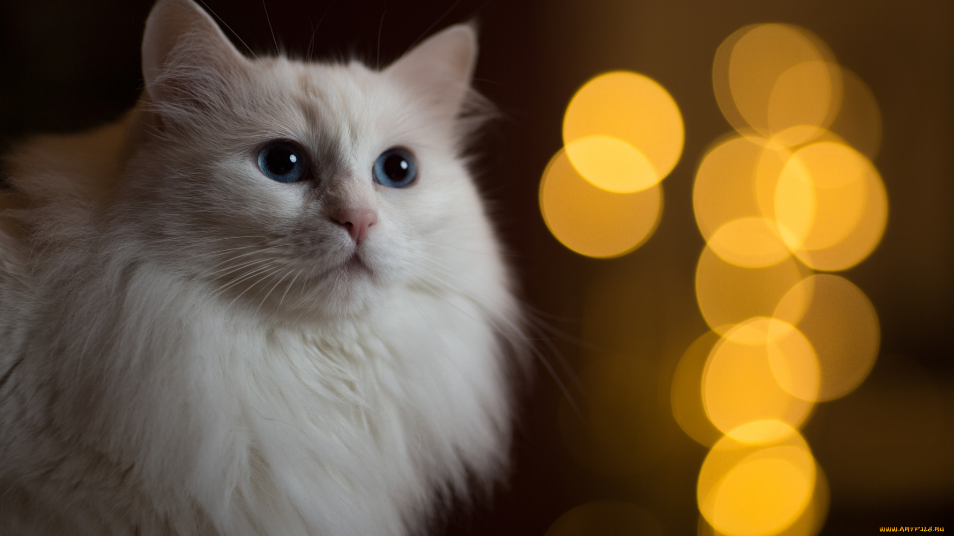 животные, коты, блики, фон, кошка, кот