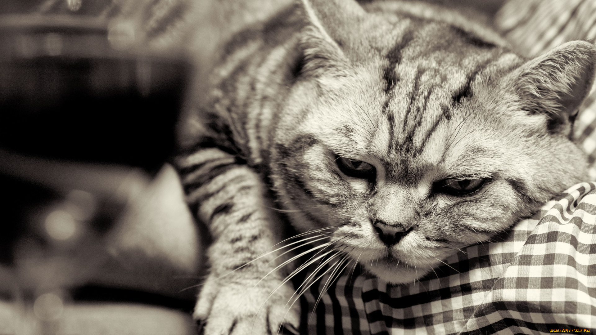 животные, коты, британец, британская, короткошёрстная, чёрно-белая, когти, кот, кошка, морда, лапа