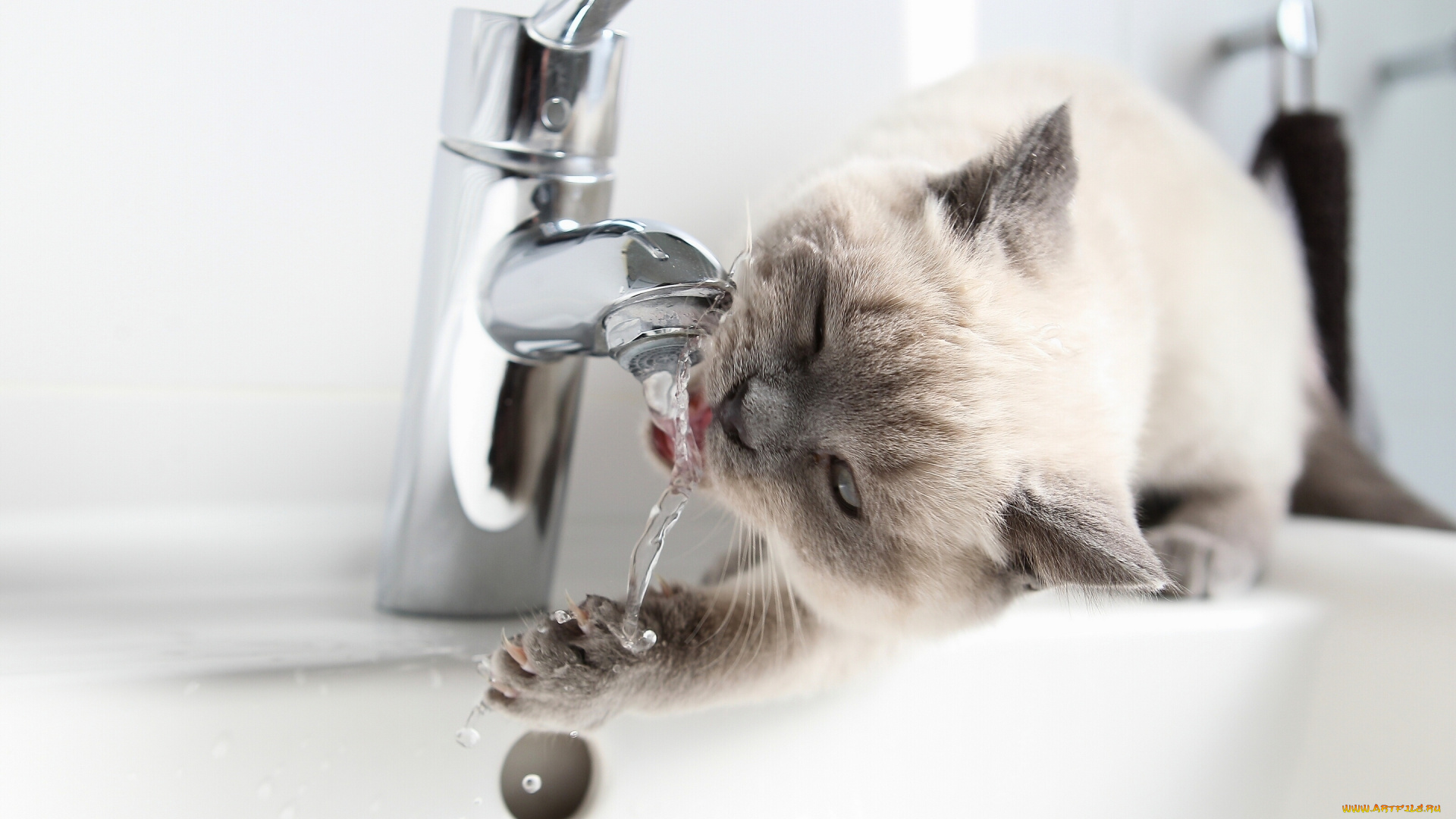 животные, коты, когти, лапка, кран, британская, короткошёрстная, британец, котёнок, жажда, вода