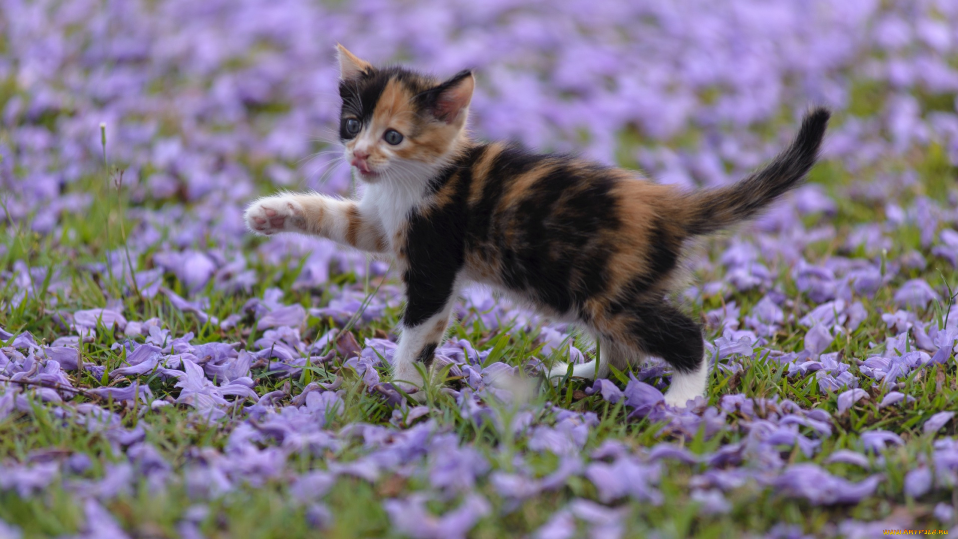 животные, коты, лепестки, малыш, котёнок