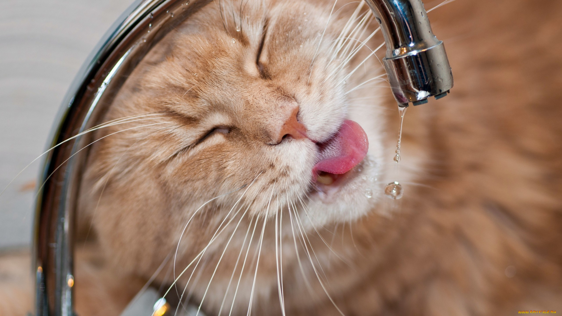 животные, коты, мейн-кун, капли, кран, вода, жажда, кот, котэ, морда